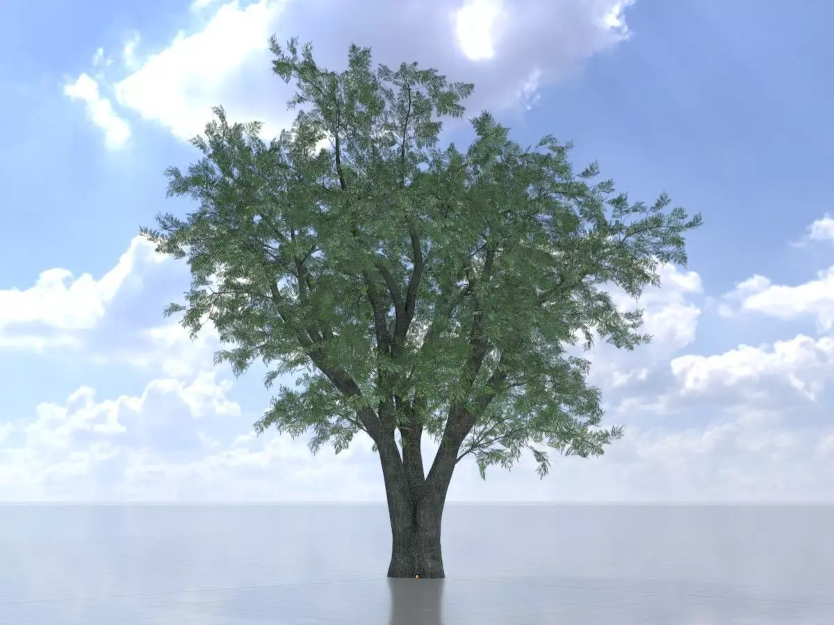 Japanese pagoda tree summer 16000mm Low-poly 3D model_0