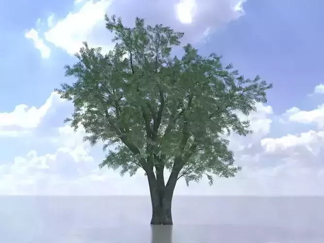 Japanese pagoda tree summer 16000mm