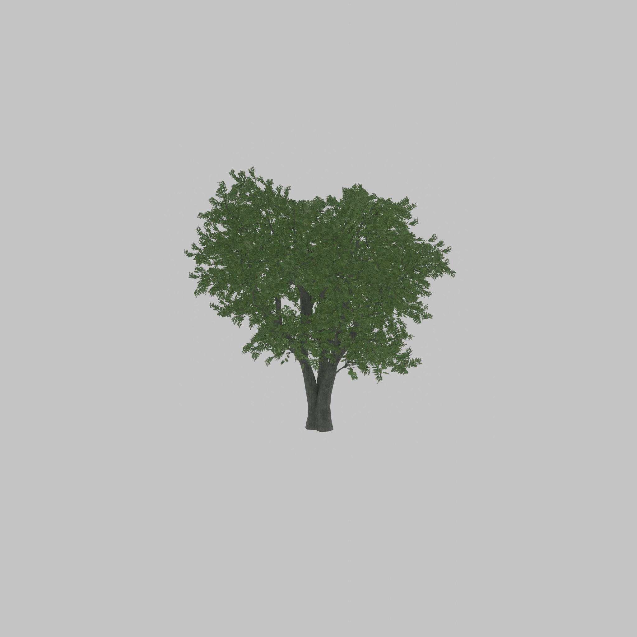Japanese pagoda tree summer 16000mm Low-poly 3D model_26
