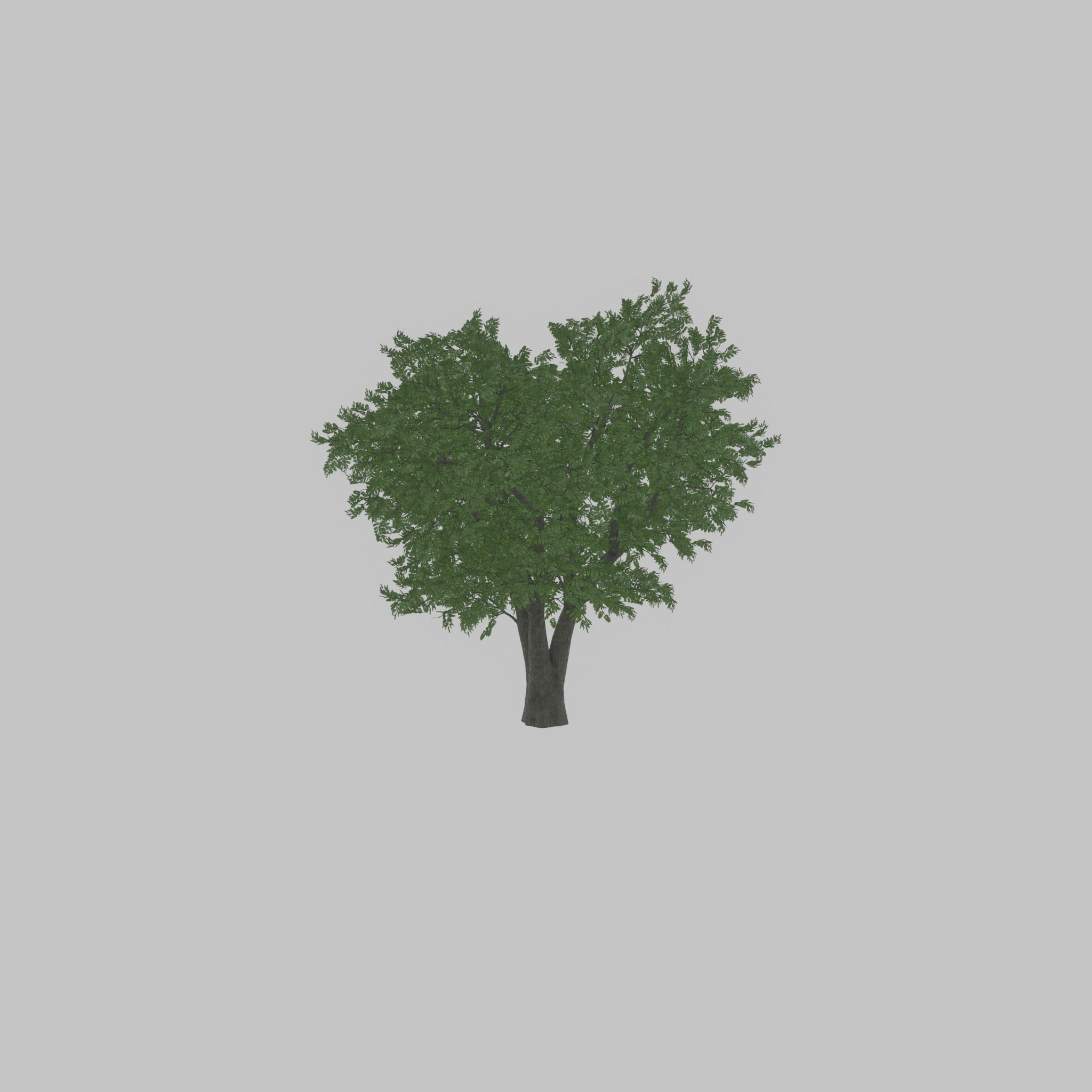 Japanese pagoda tree summer 16000mm Low-poly 3D model_46