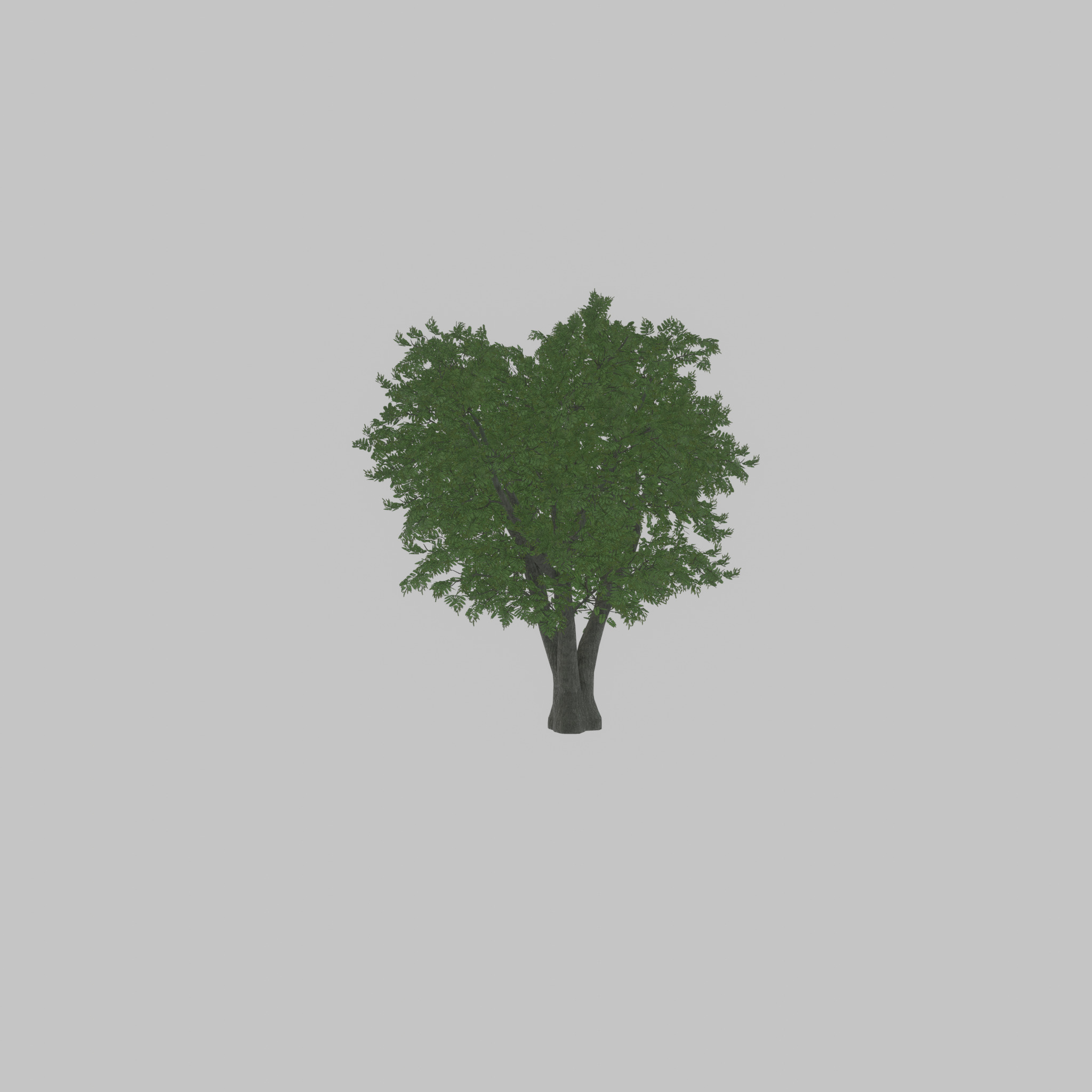 Japanese pagoda tree summer 16000mm Low-poly 3D model_53