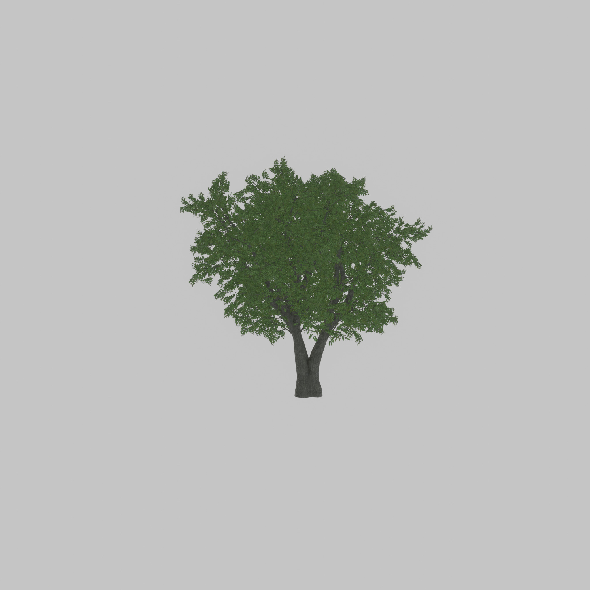 Japanese pagoda tree summer 16000mm Low-poly 3D model_56