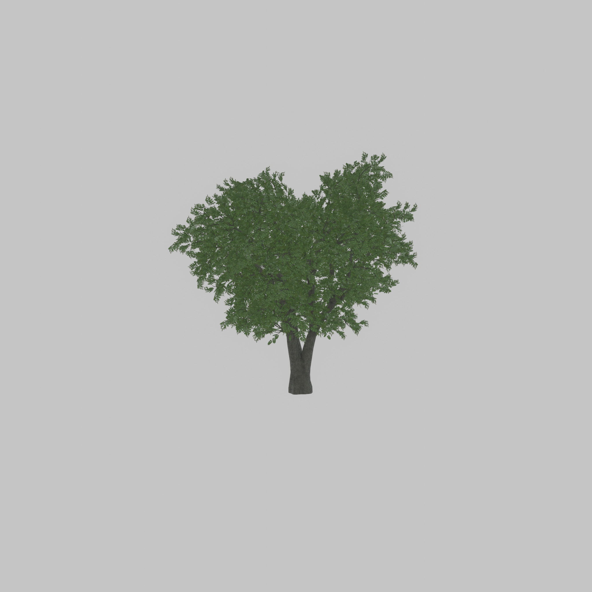Japanese pagoda tree summer 16000mm Low-poly 3D model_48