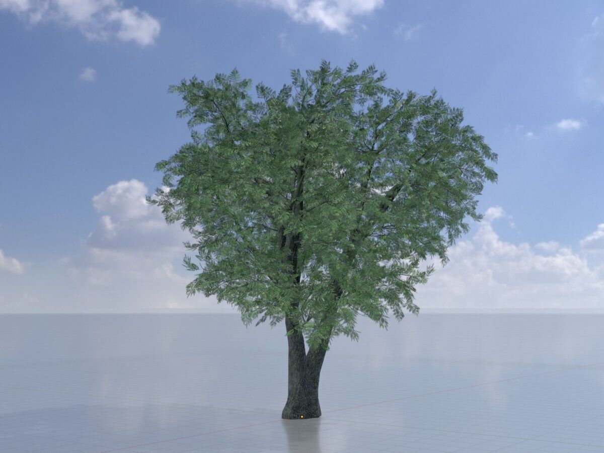 Japanese pagoda tree summer 16000mm Low-poly 3D model_2