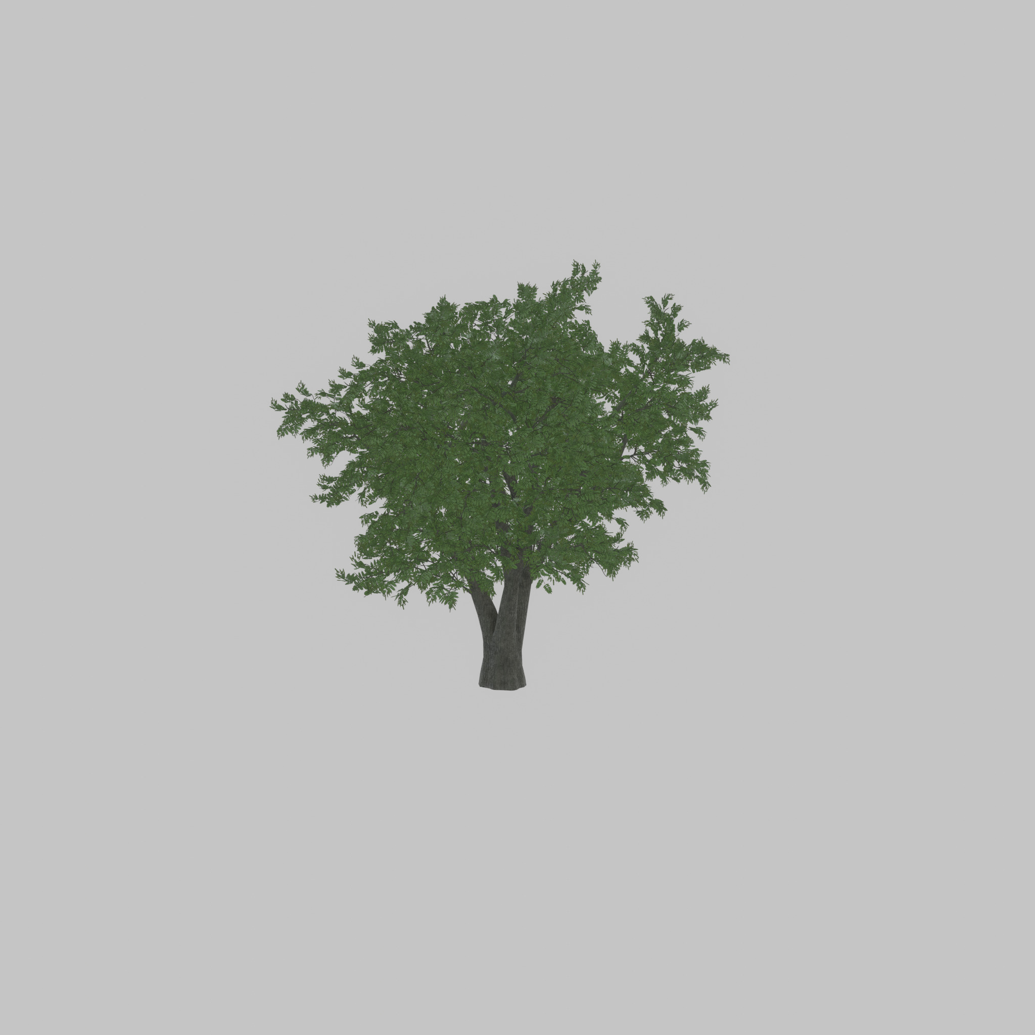 Japanese pagoda tree summer 16000mm Low-poly 3D model_42
