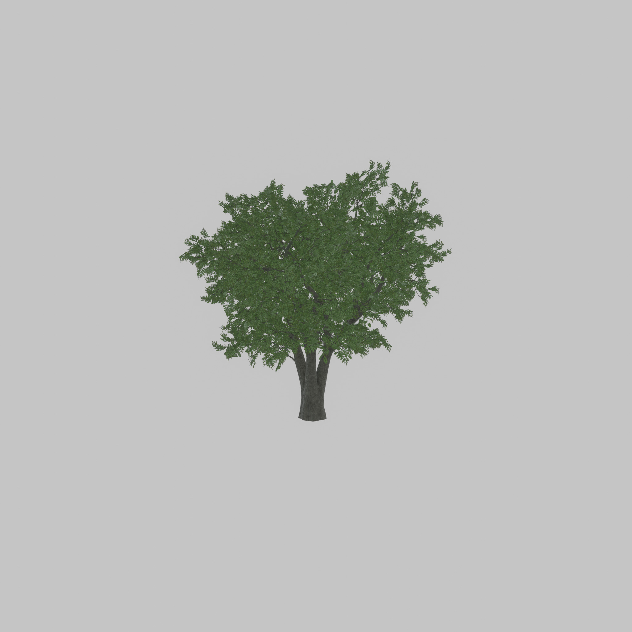 Japanese pagoda tree summer 16000mm Low-poly 3D model_45