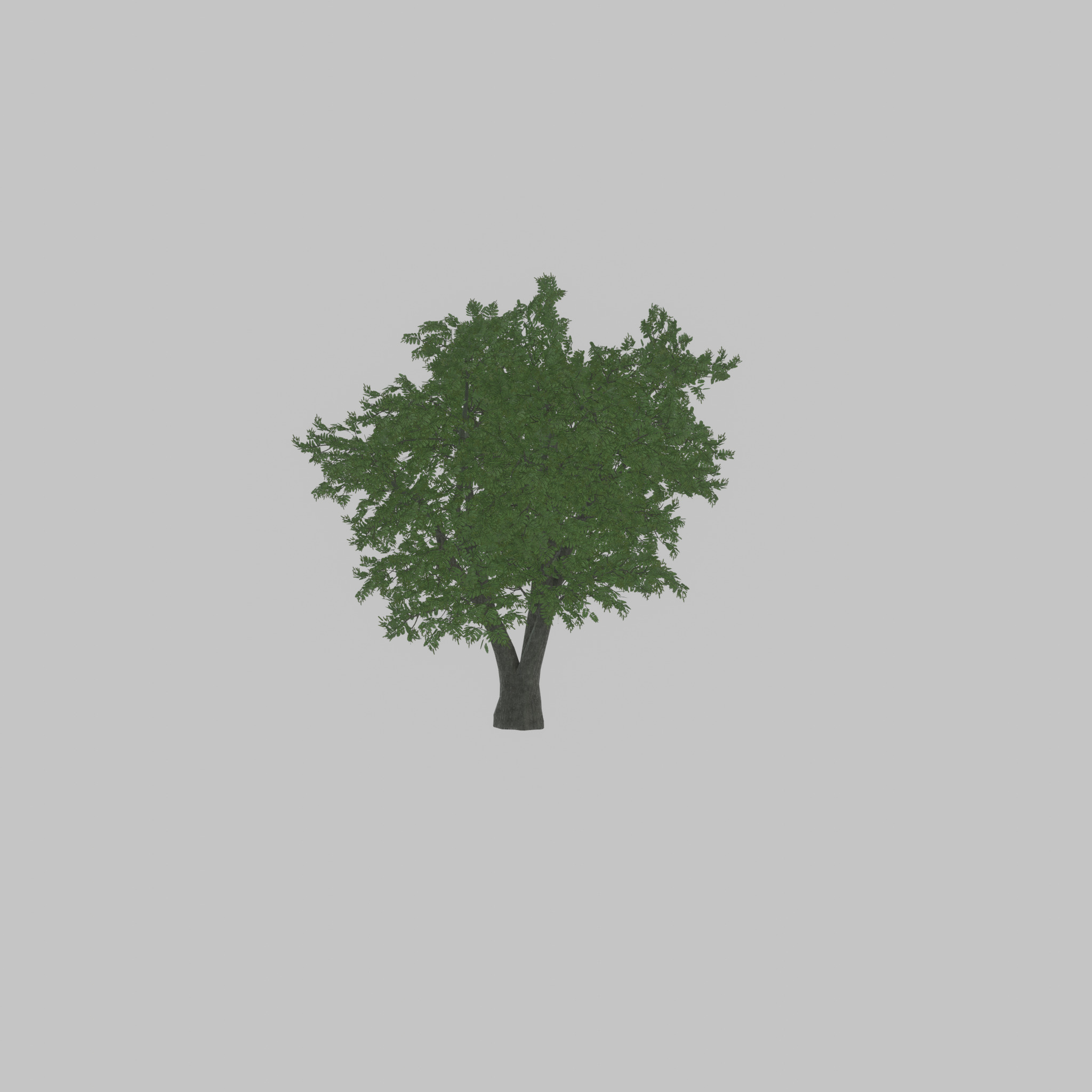 Japanese pagoda tree summer 16000mm Low-poly 3D model_39