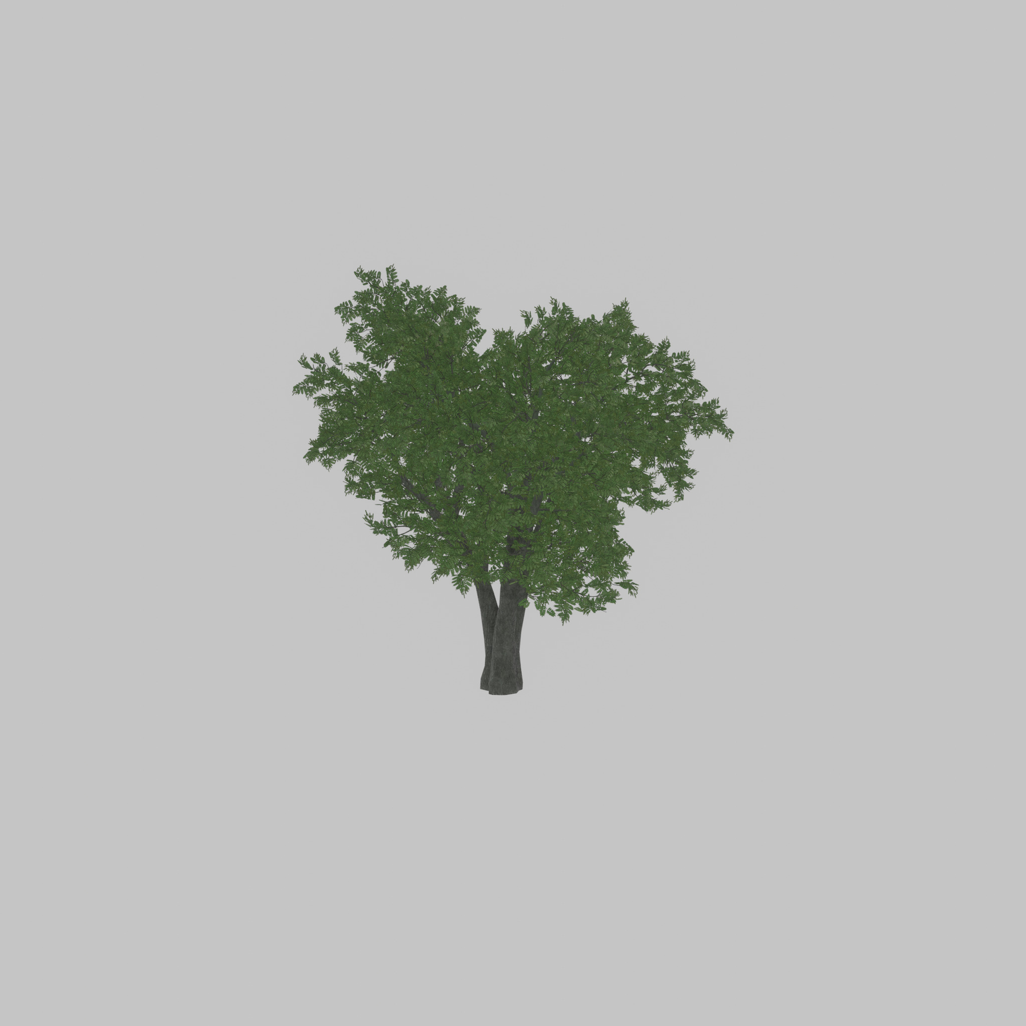 Japanese pagoda tree summer 16000mm Low-poly 3D model_29