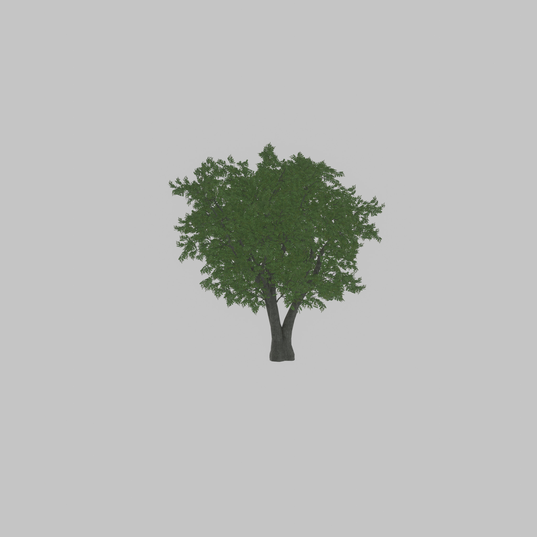 Japanese pagoda tree summer 16000mm Low-poly 3D model_55