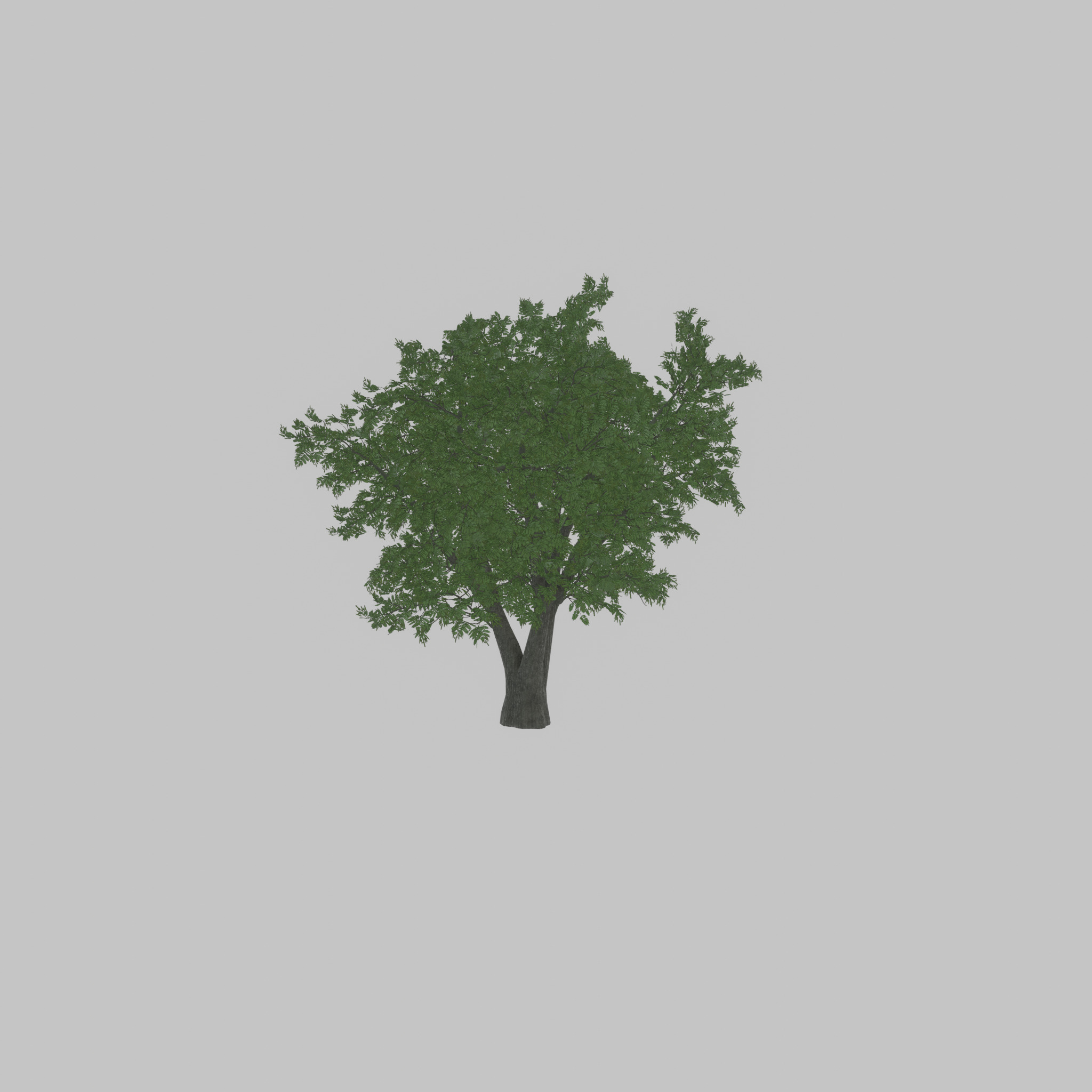 Japanese pagoda tree summer 16000mm Low-poly 3D model_41
