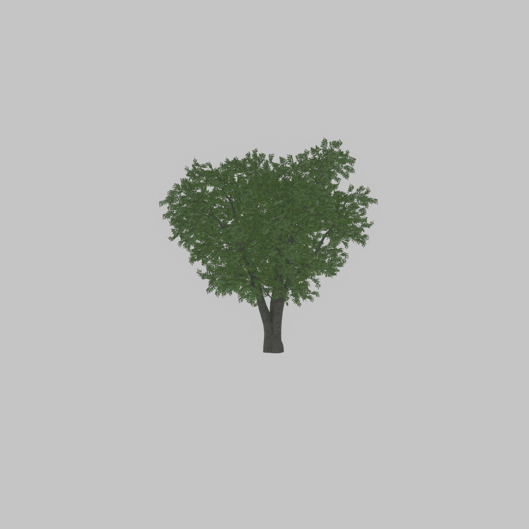 Japanese pagoda tree summer 16000mm Low-poly 3D model_21