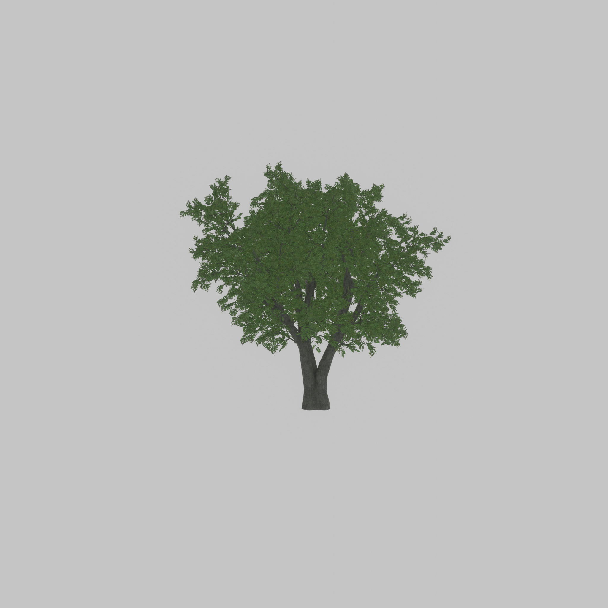Japanese pagoda tree summer 16000mm Low-poly 3D model_22