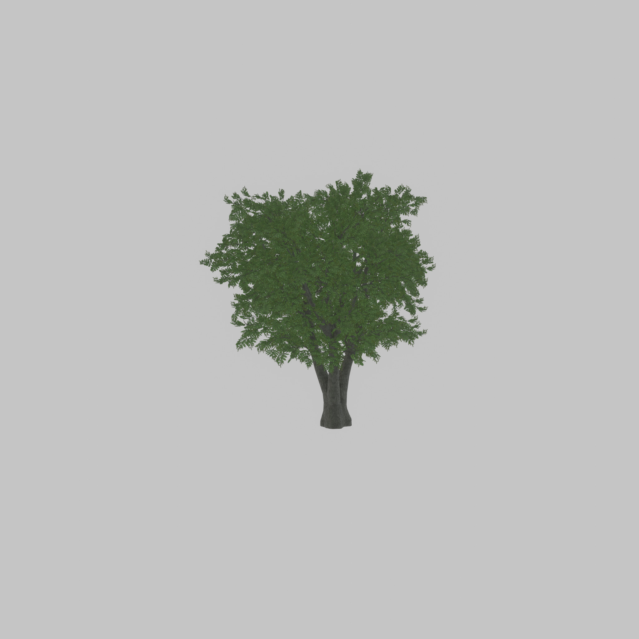 Japanese pagoda tree summer 16000mm Low-poly 3D model_52