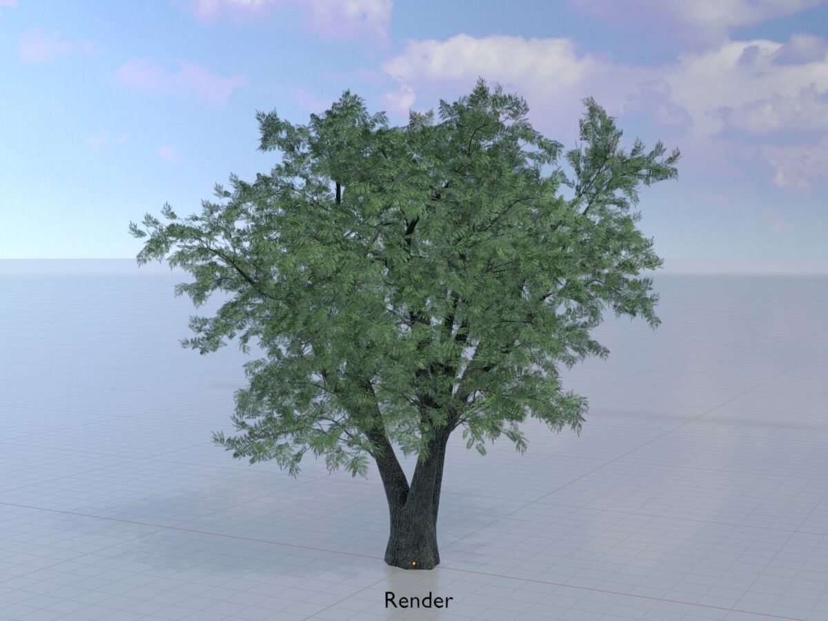 Japanese pagoda tree summer 16000mm Low-poly 3D model_15
