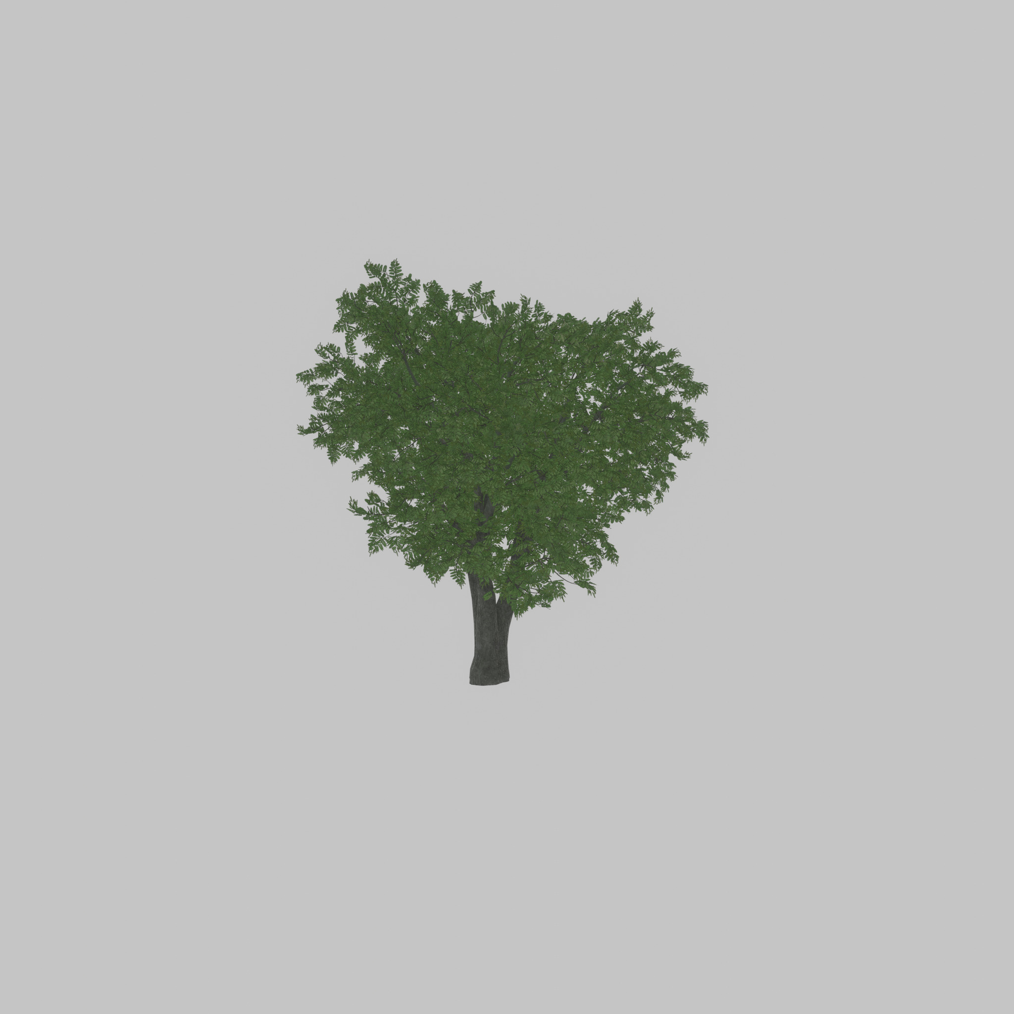 Japanese pagoda tree summer 16000mm Low-poly 3D model_31