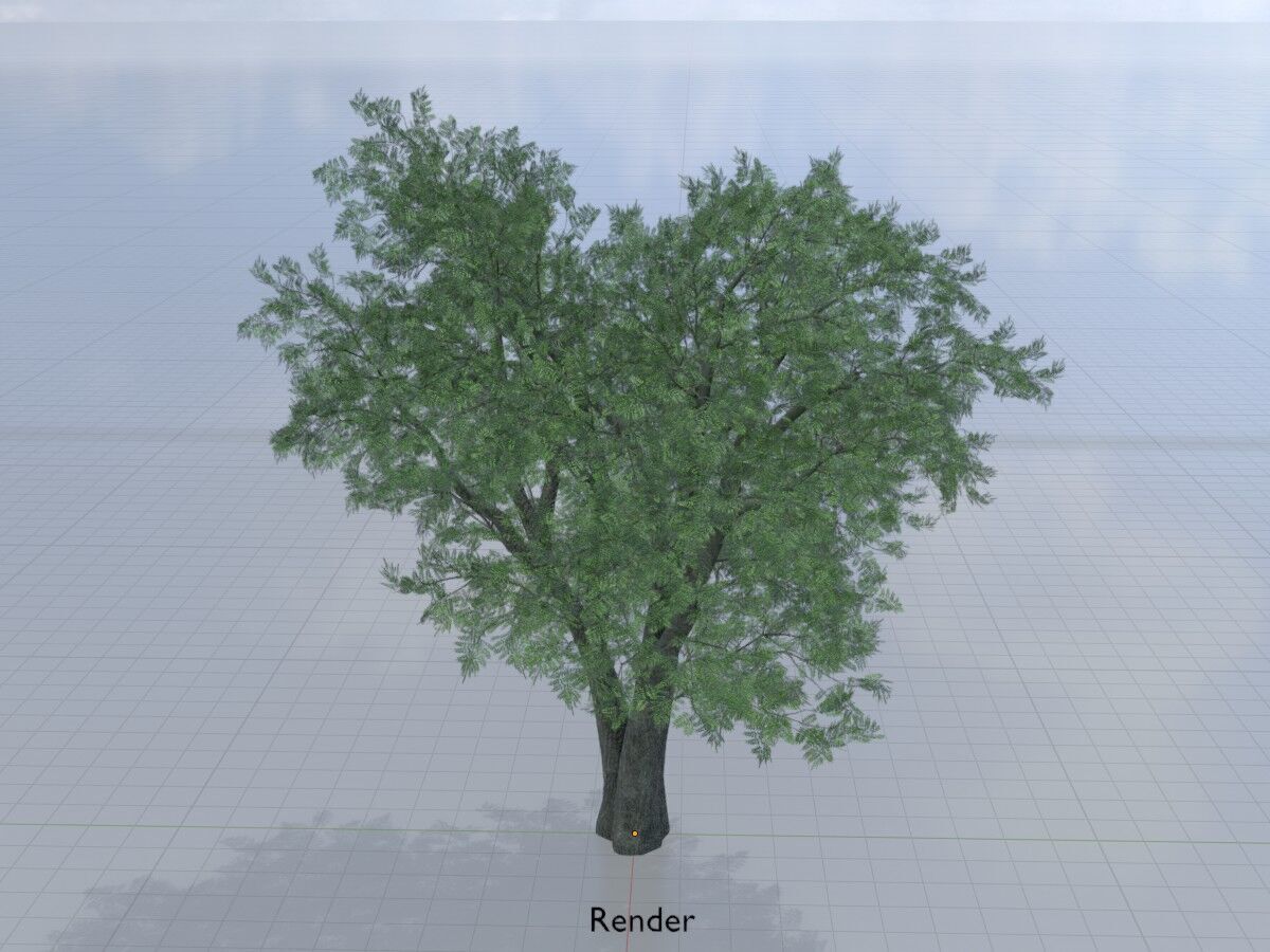 Japanese pagoda tree summer 16000mm Low-poly 3D model_14