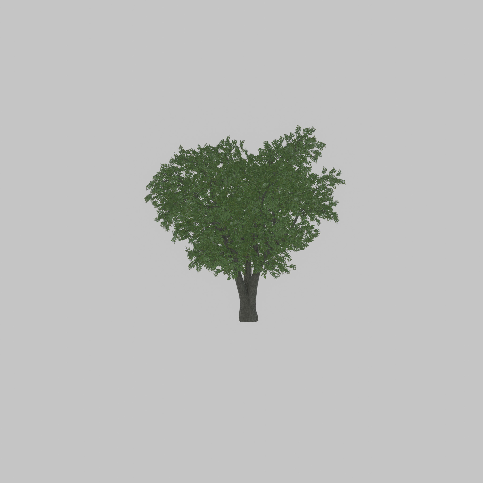 Japanese pagoda tree summer 16000mm Low-poly 3D model_50
