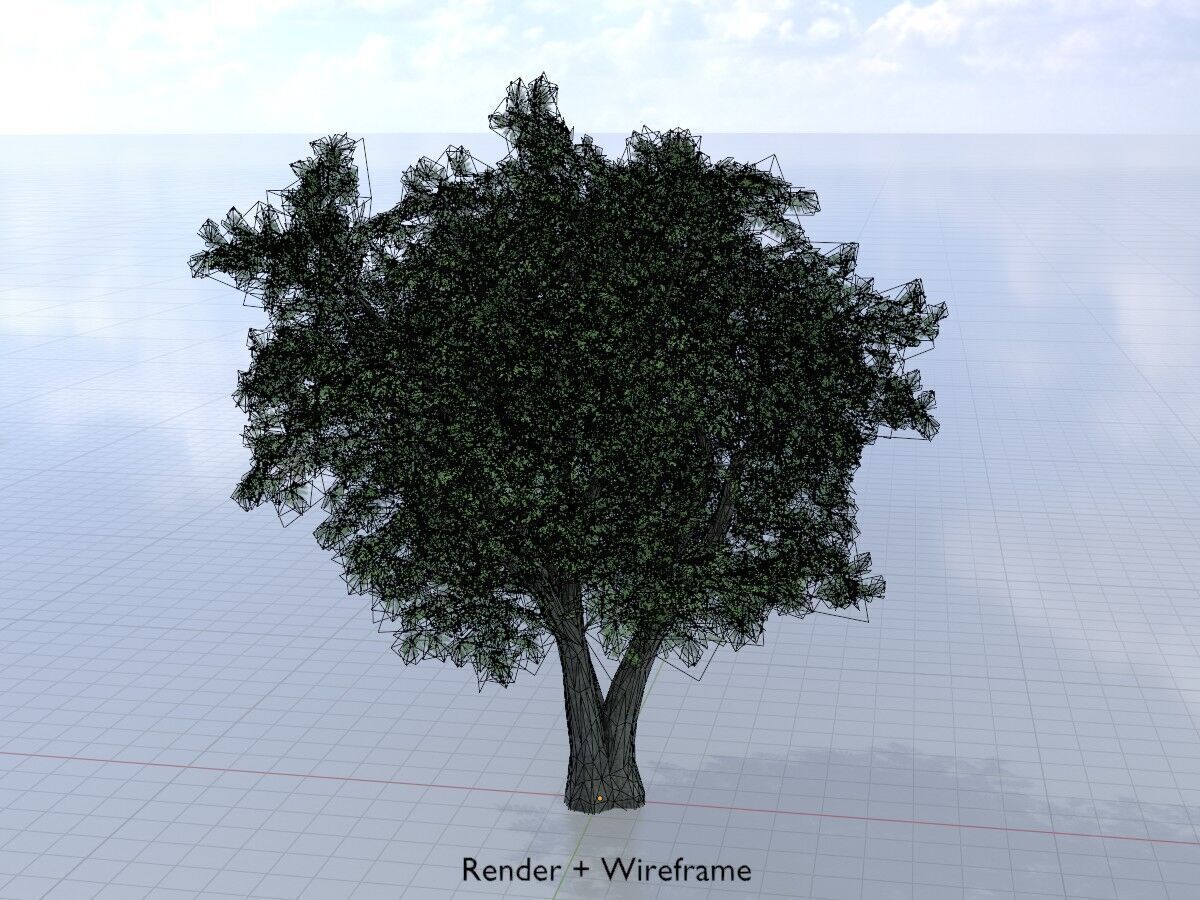 Japanese pagoda tree summer 16000mm Low-poly 3D model_5