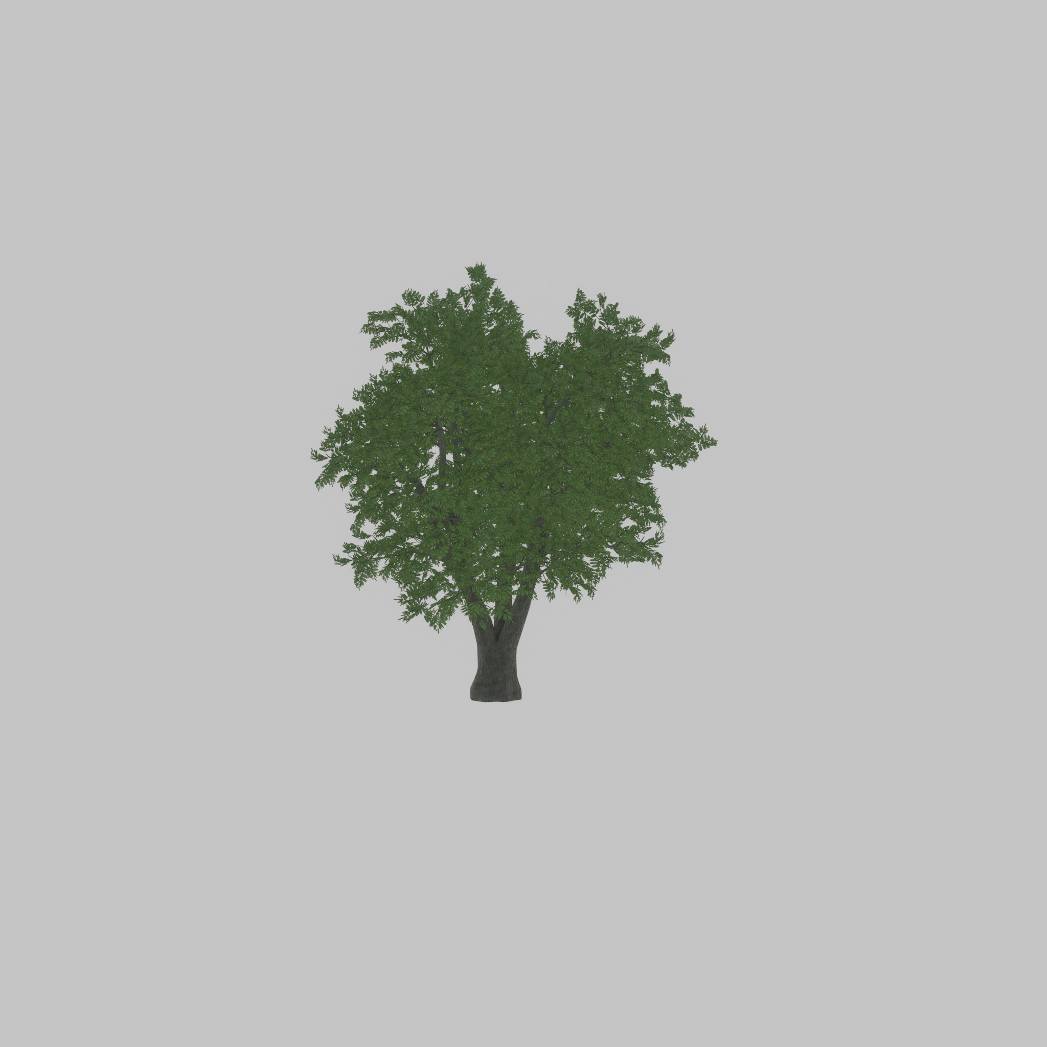 Japanese pagoda tree summer 16000mm Low-poly 3D model_37