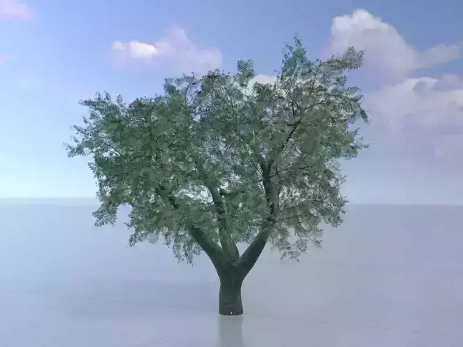 Japanese pagoda tree summer 21000mm