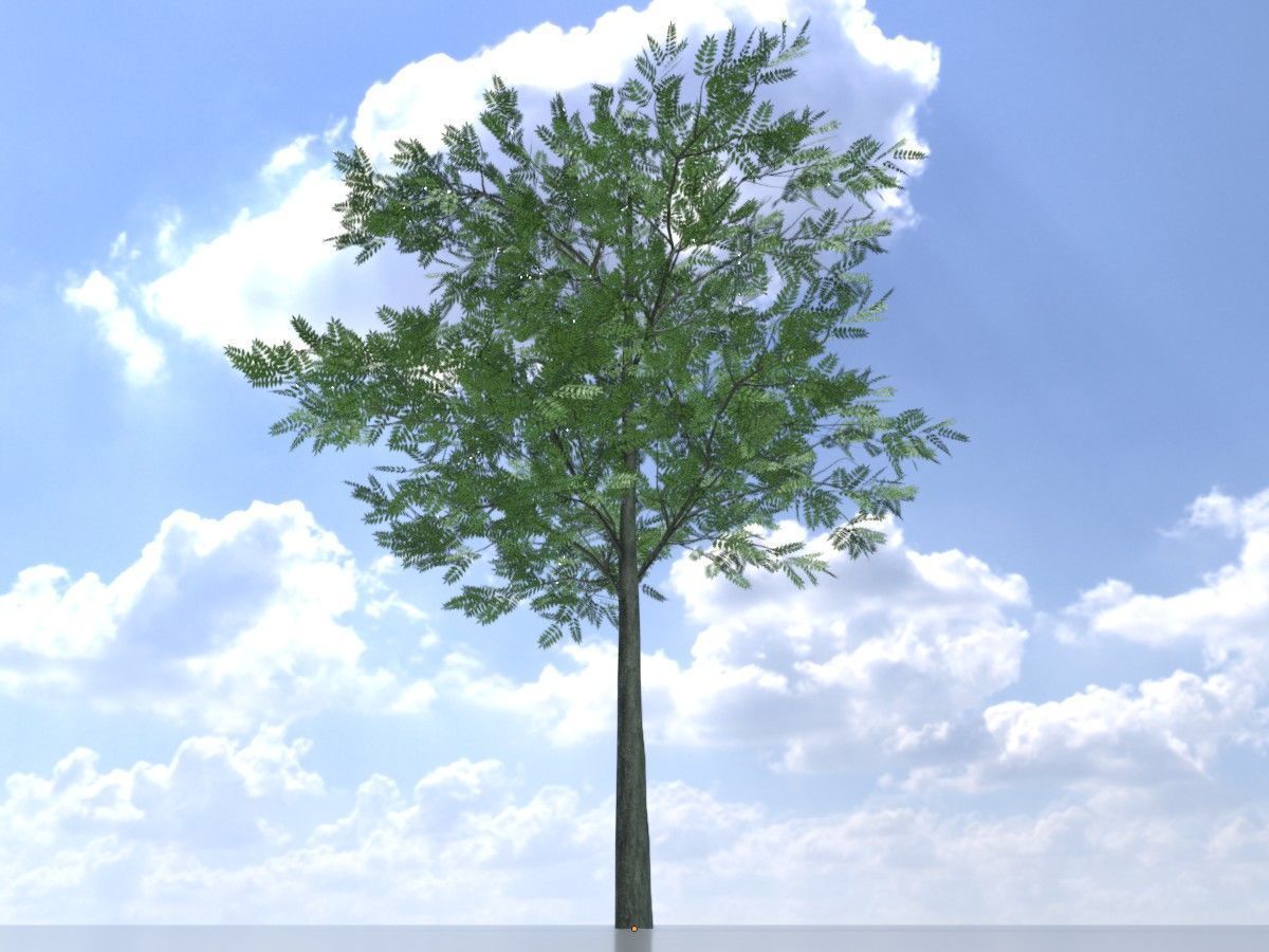 Japanese pagoda tree summer Package 3D Model Collection_33