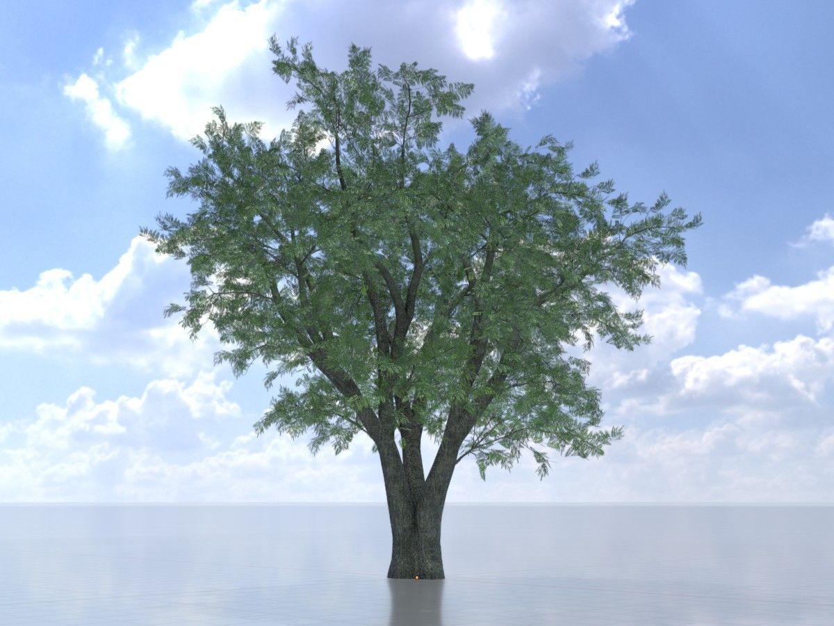 Japanese pagoda tree summer Package 3D Model Collection_63