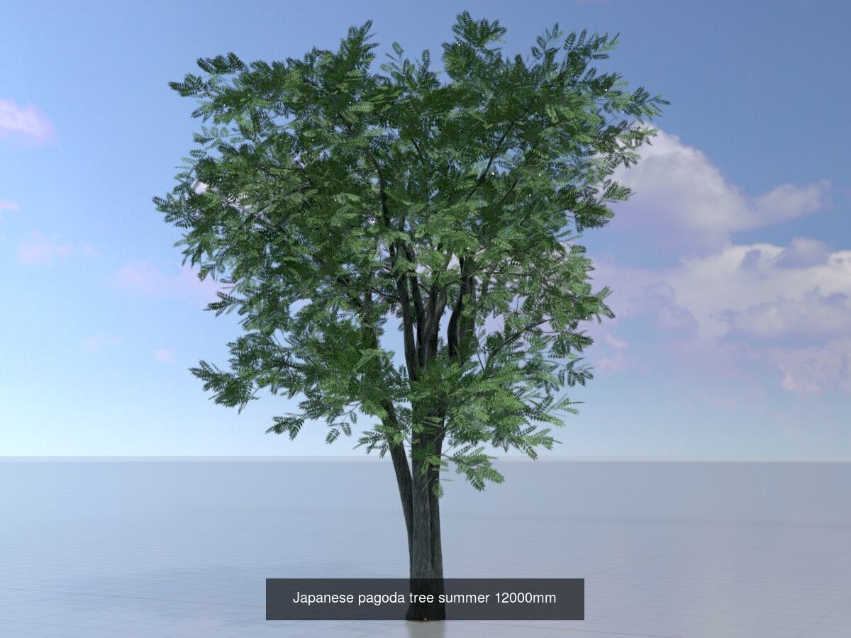 Japanese pagoda tree summer Package 3D Model Collection_10
