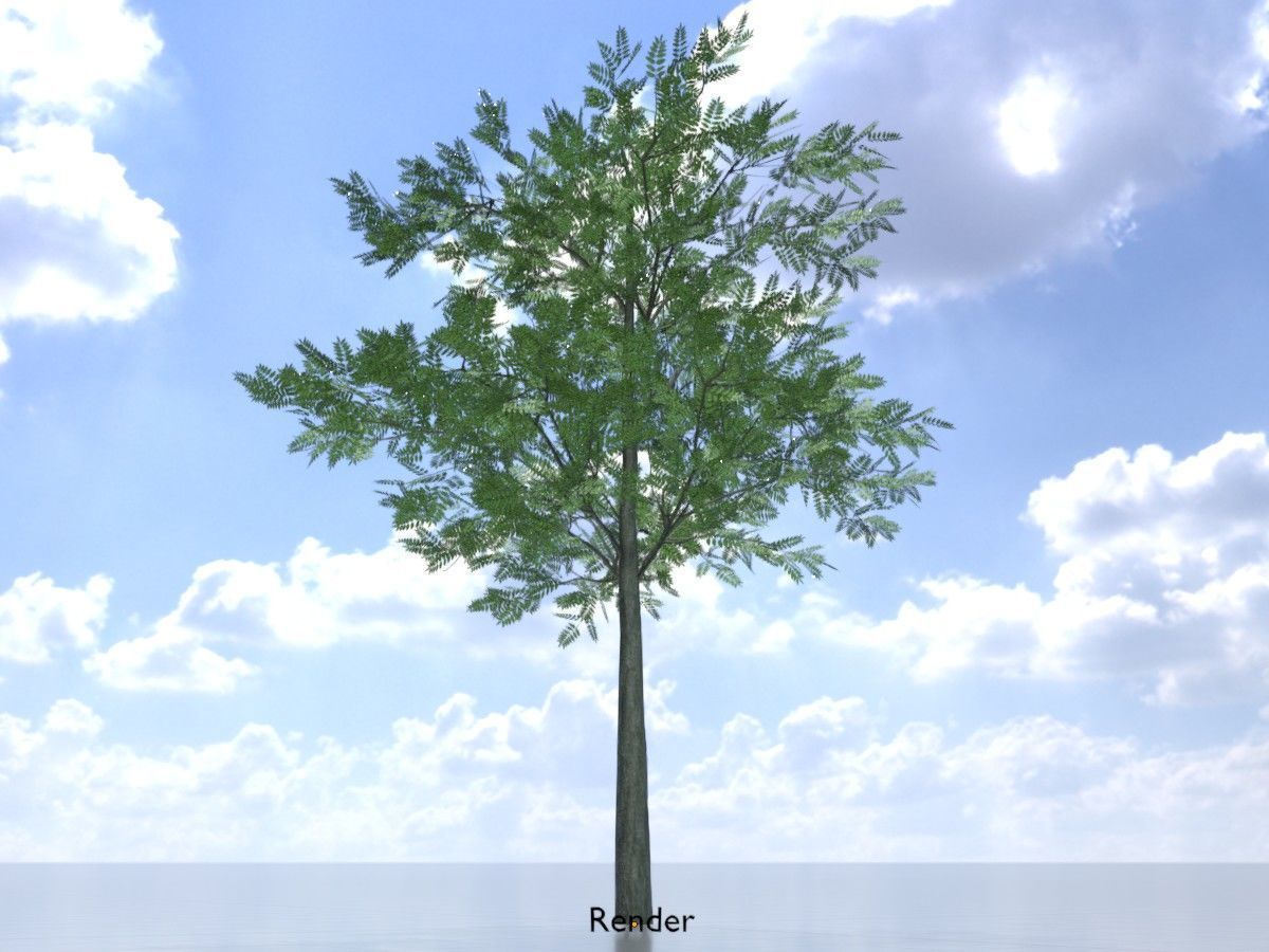 Japanese pagoda tree summer Package 3D Model Collection_45