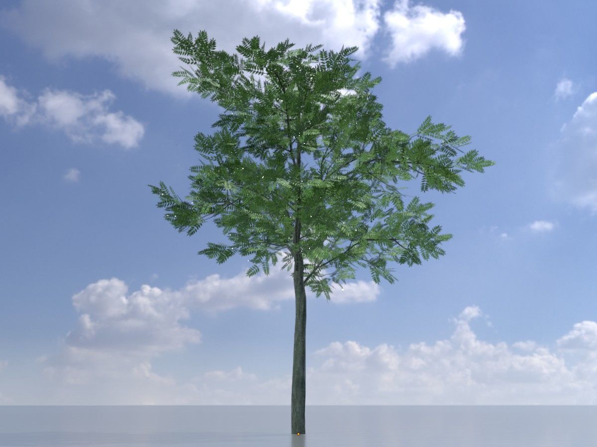 Japanese pagoda tree summer Package 3D Model Collection_34