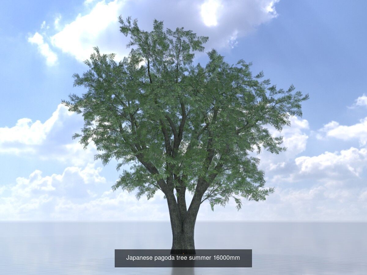 Japanese pagoda tree summer Package 3D Model Collection_11