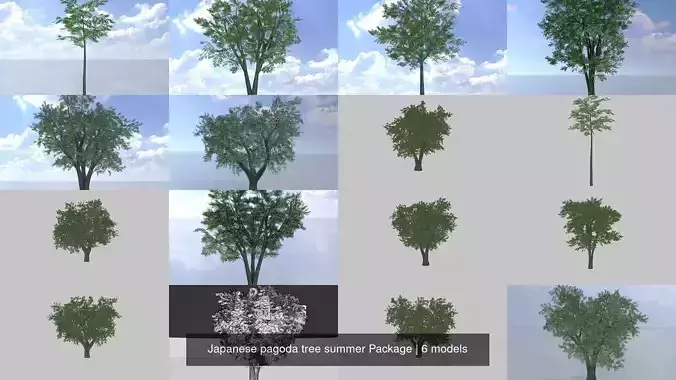 Japanese pagoda tree summer Package