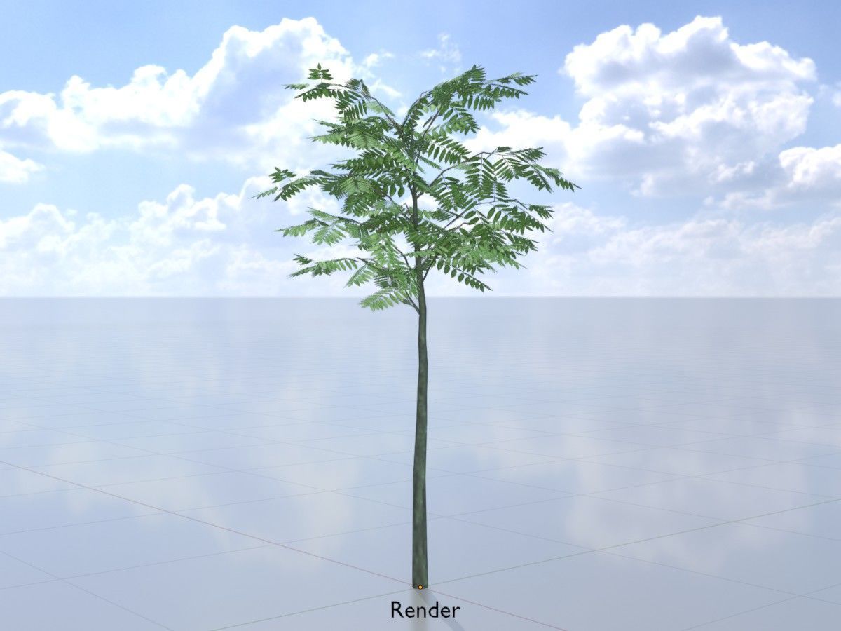 Japanese pagoda tree summer Package 3D Model Collection_25