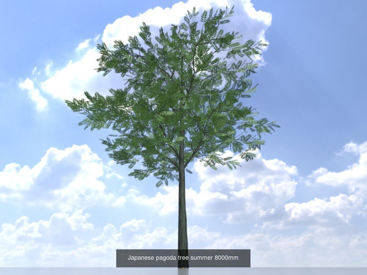 Japanese pagoda tree summer Package 3D Model Collection_9