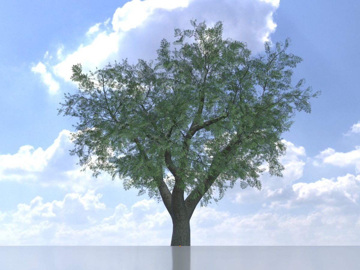 Japanese pagoda tree summer Package 3D Model Collection_73