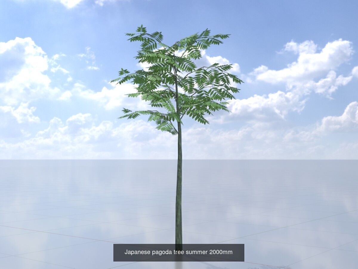 Japanese pagoda tree summer Package 3D Model Collection_7