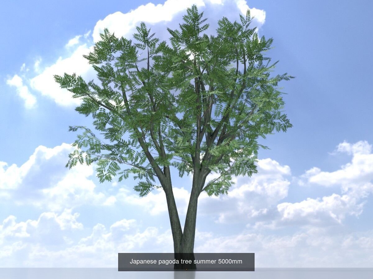 Japanese pagoda tree summer Package 3D Model Collection_8