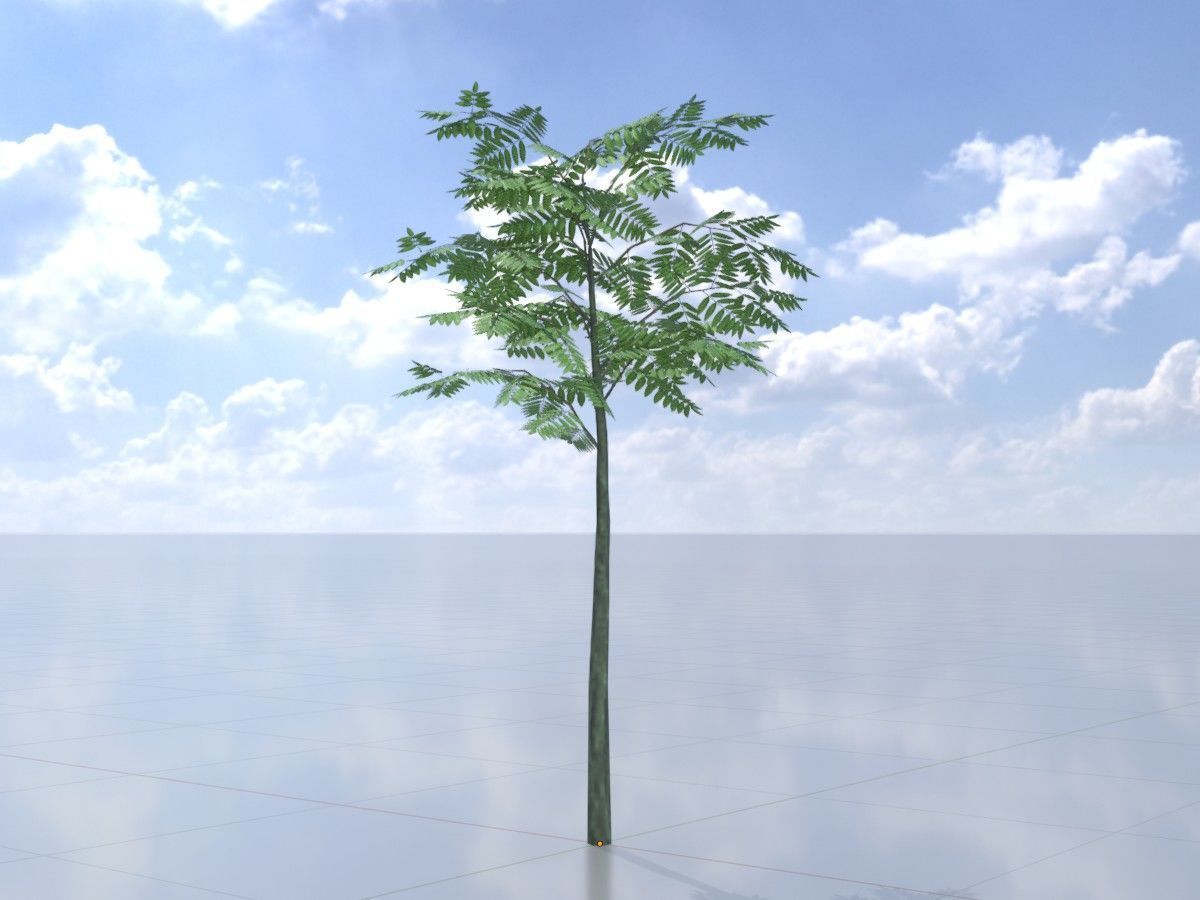 Japanese pagoda tree summer Package 3D Model Collection_13