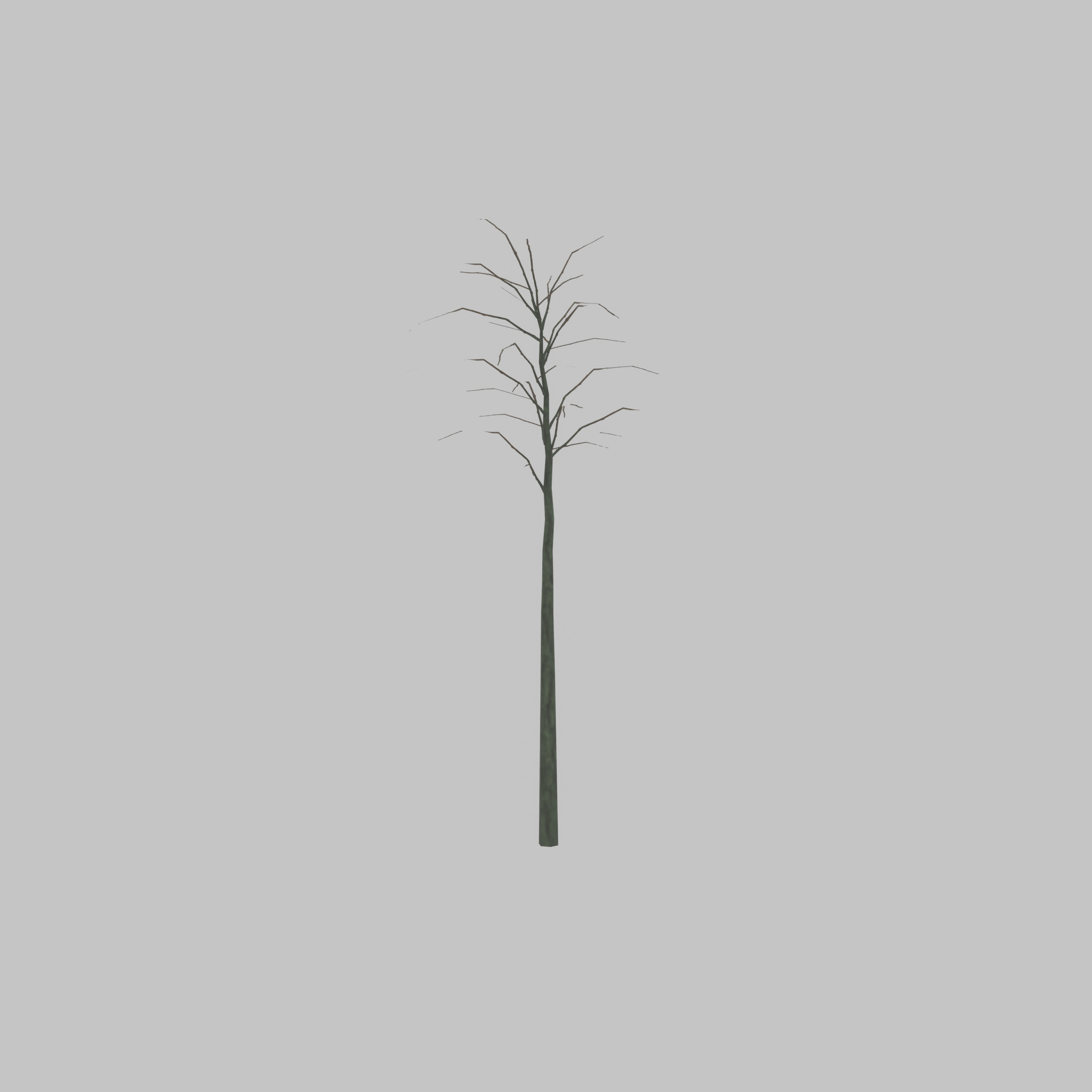Japanese pagoda tree winter 2000mm Low-poly 3D model_56