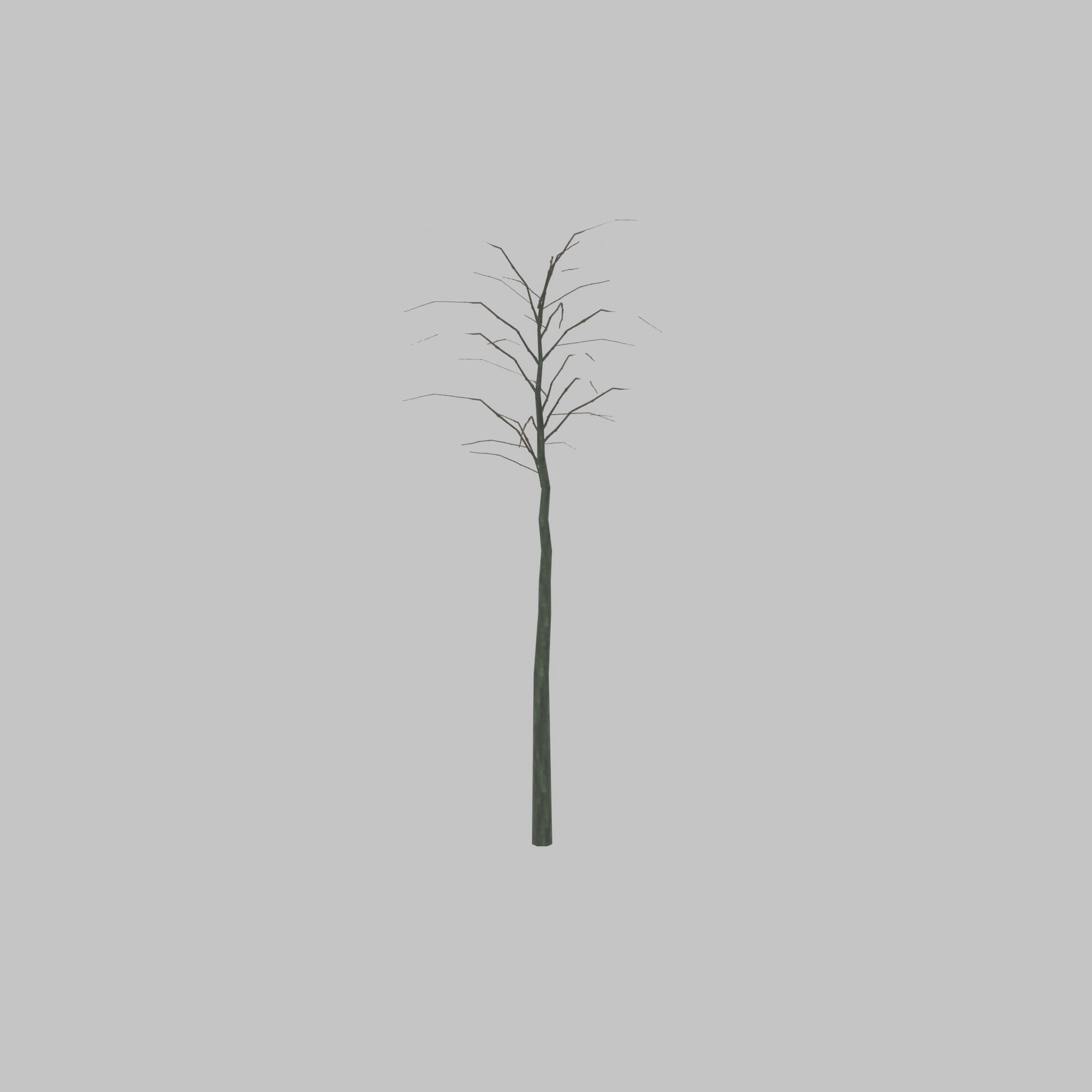 Japanese pagoda tree winter 2000mm Low-poly 3D model_31