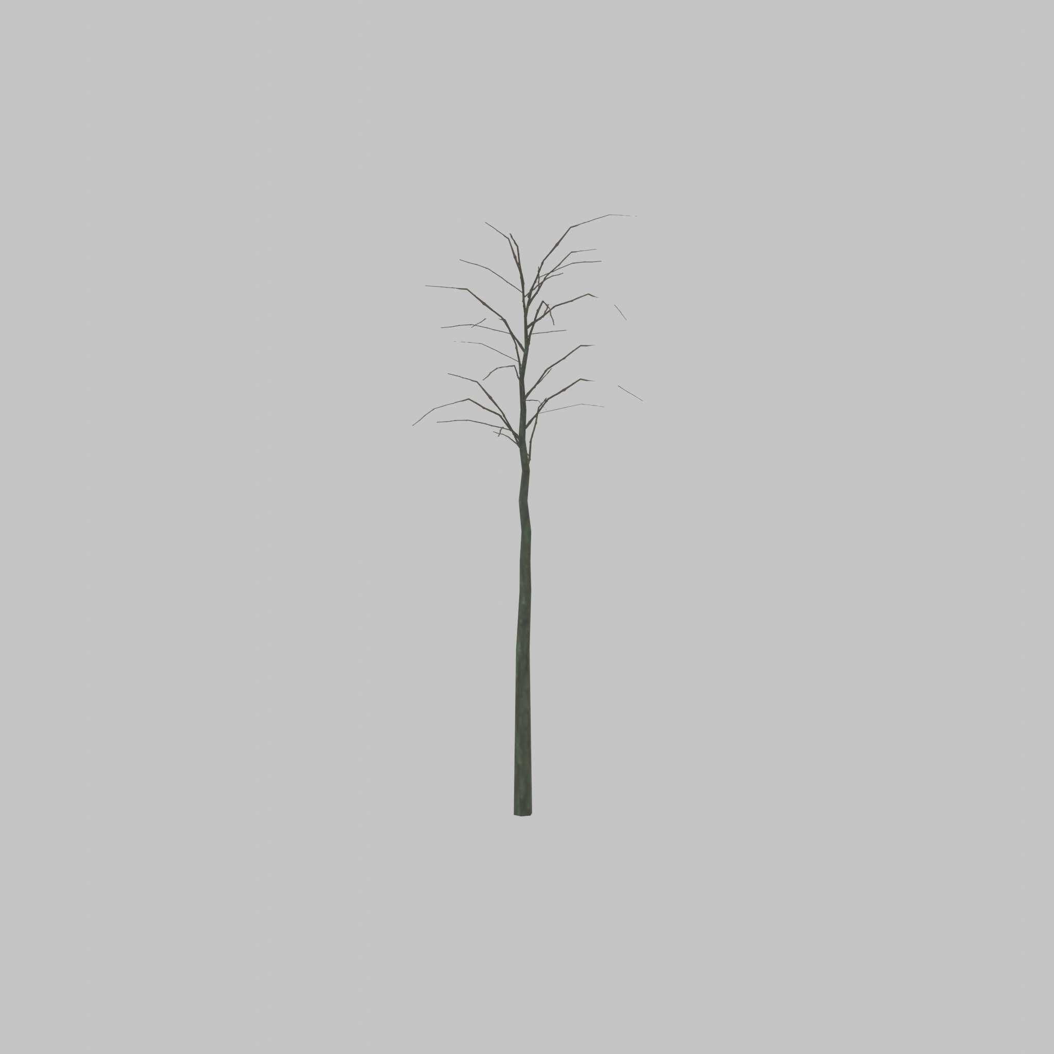 Japanese pagoda tree winter 2000mm Low-poly 3D model_36