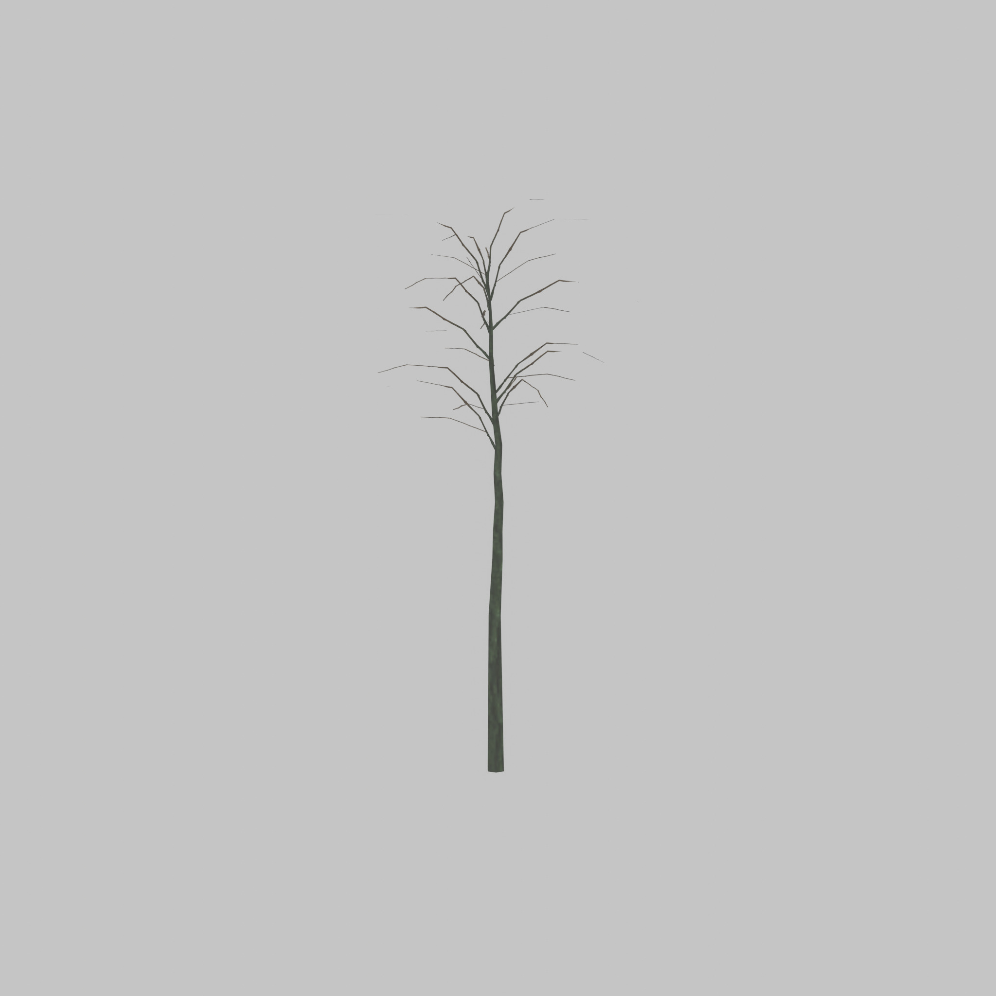Japanese pagoda tree winter 2000mm Low-poly 3D model_28