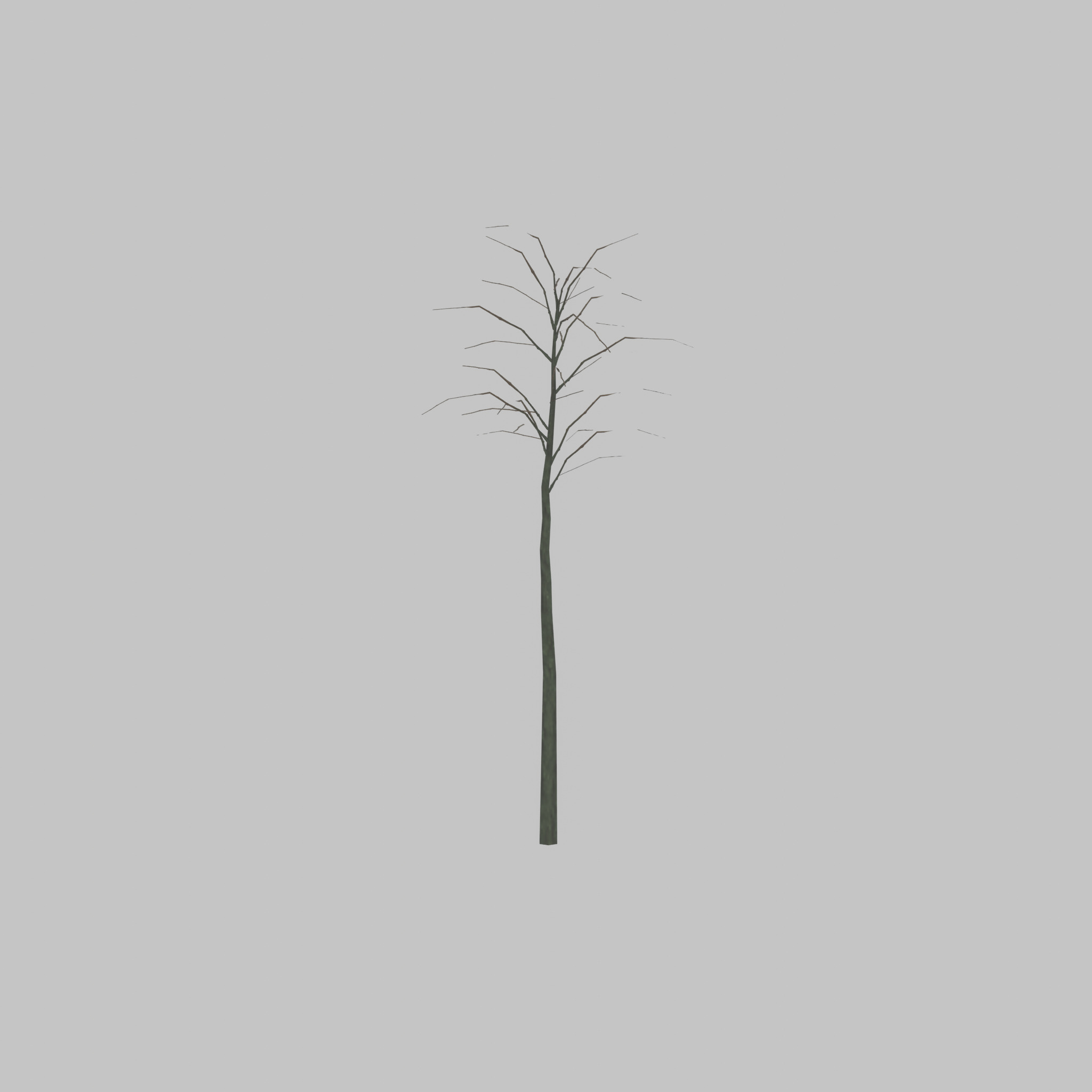 Japanese pagoda tree winter 2000mm Low-poly 3D model_48