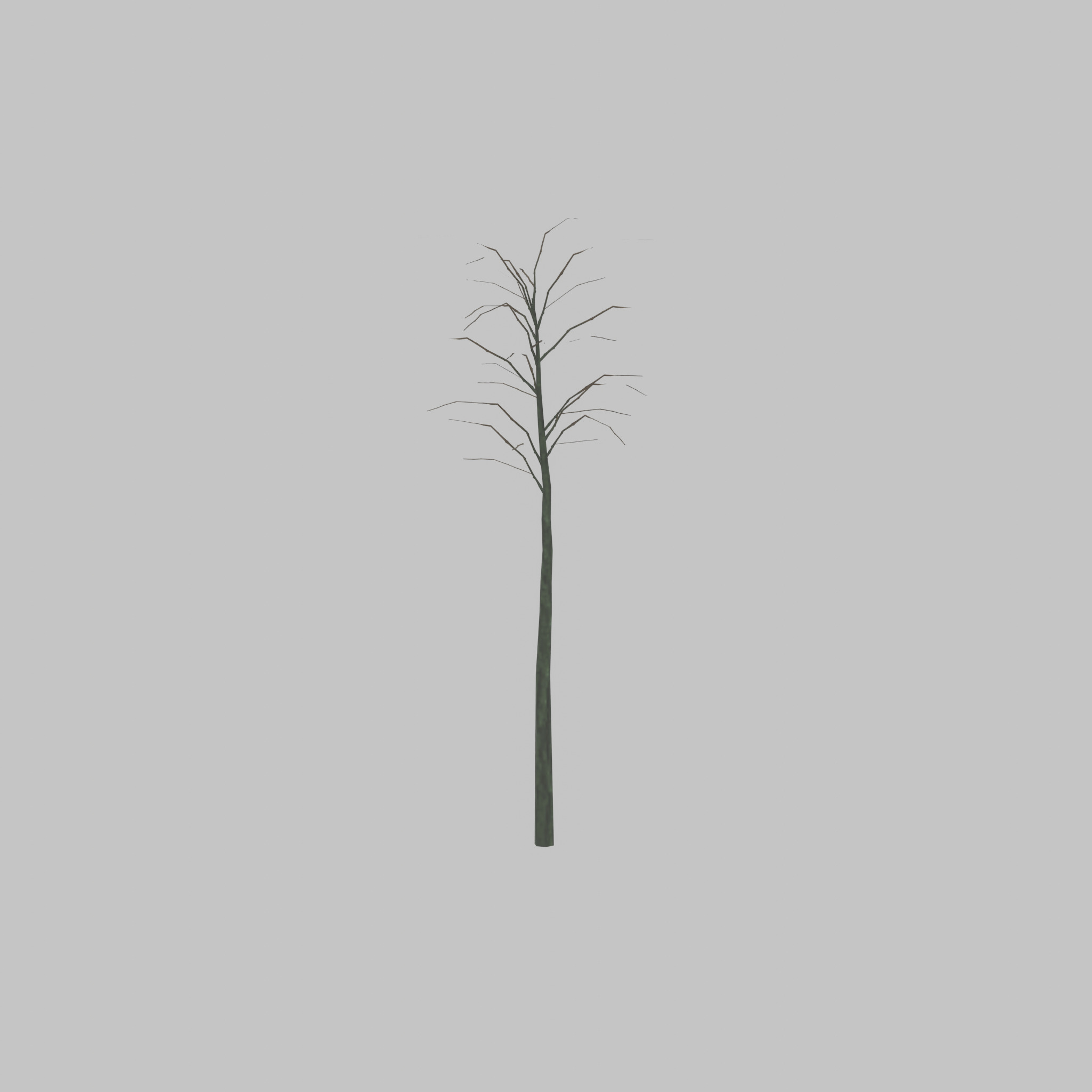 Japanese pagoda tree winter 2000mm Low-poly 3D model_27