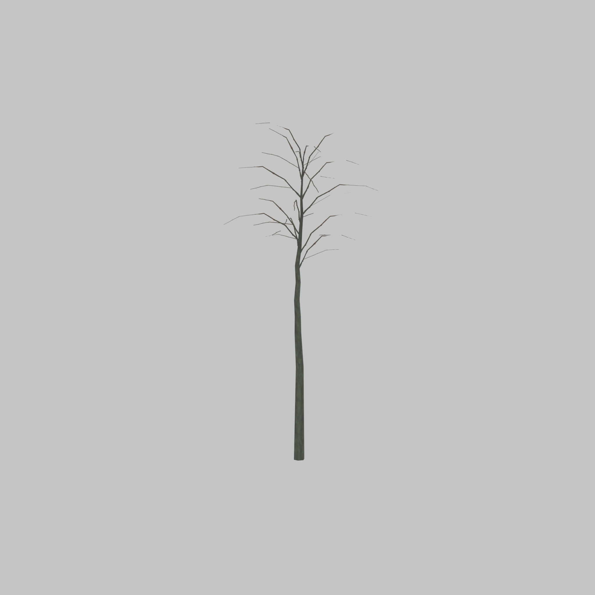 Japanese pagoda tree winter 2000mm Low-poly 3D model_49