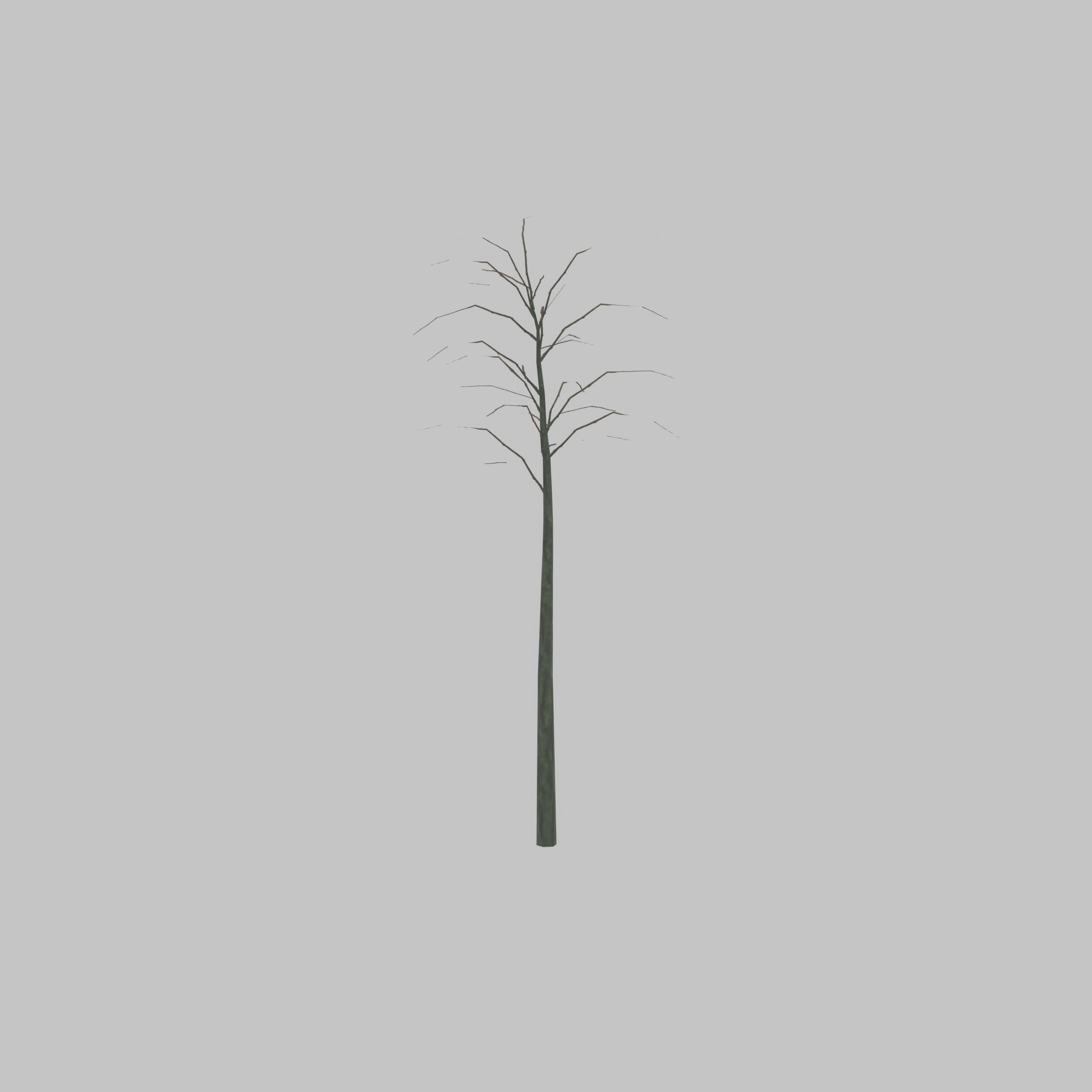 Japanese pagoda tree winter 2000mm Low-poly 3D model_24