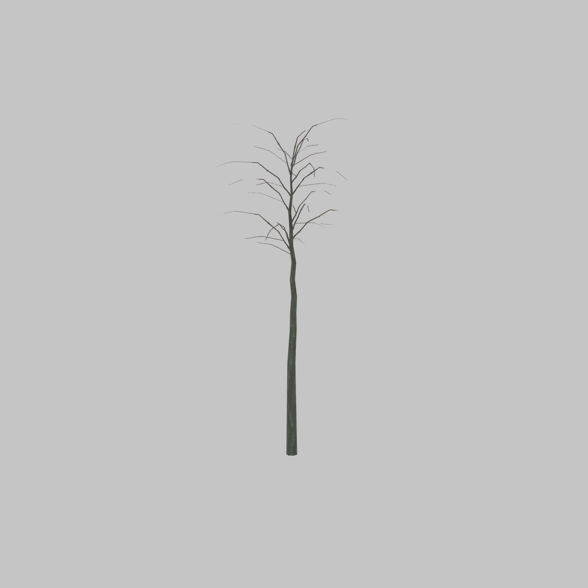 Japanese pagoda tree winter 2000mm Low-poly 3D model_33