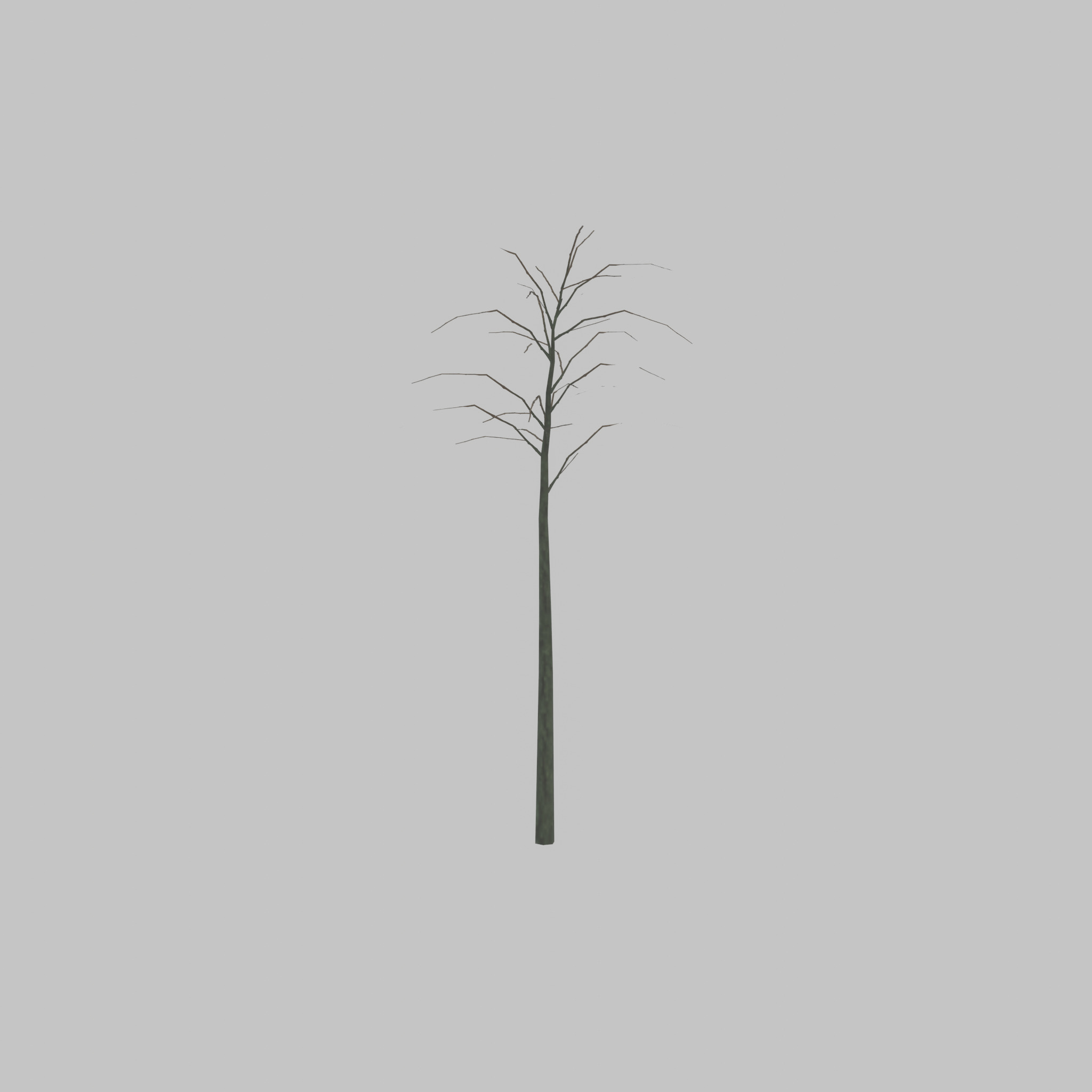 Japanese pagoda tree winter 2000mm Low-poly 3D model_42