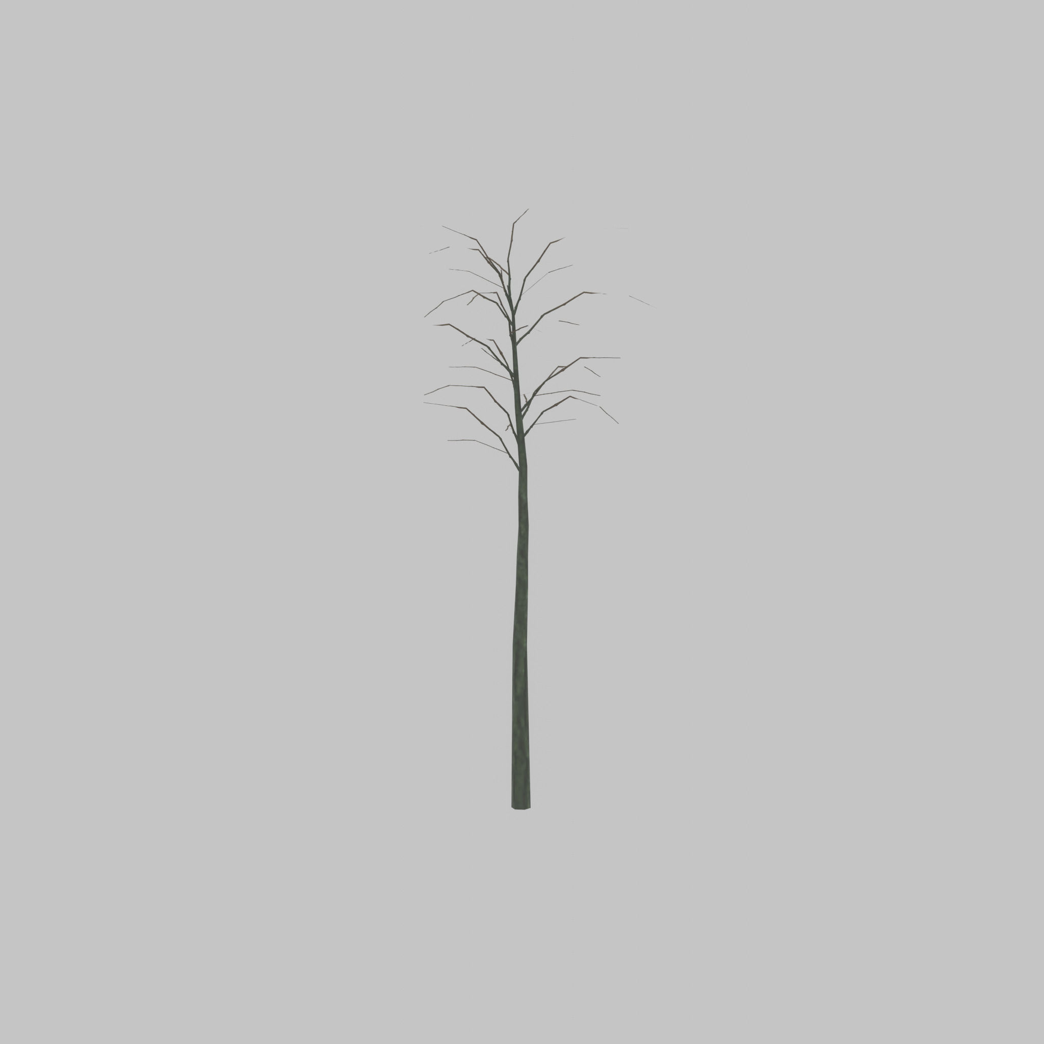 Japanese pagoda tree winter 2000mm Low-poly 3D model_26