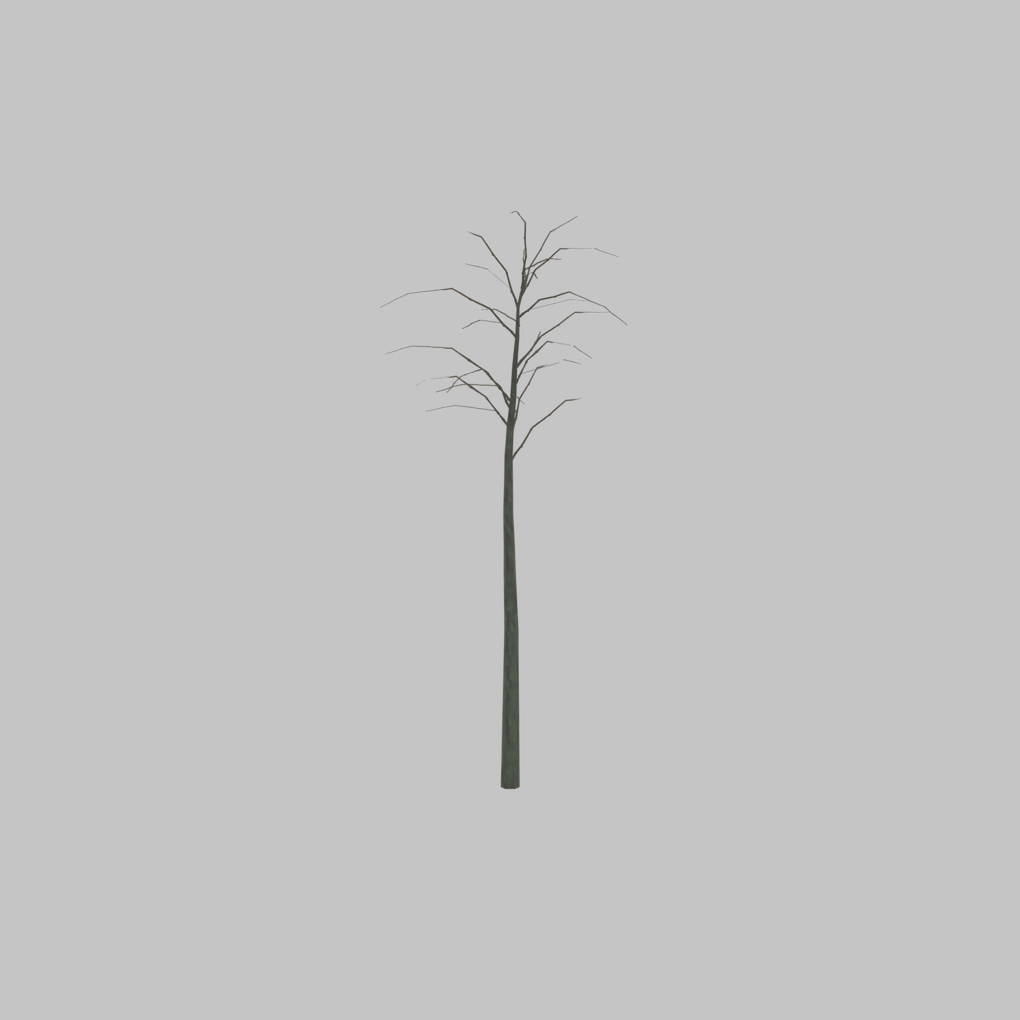 Japanese pagoda tree winter 2000mm Low-poly 3D model_45