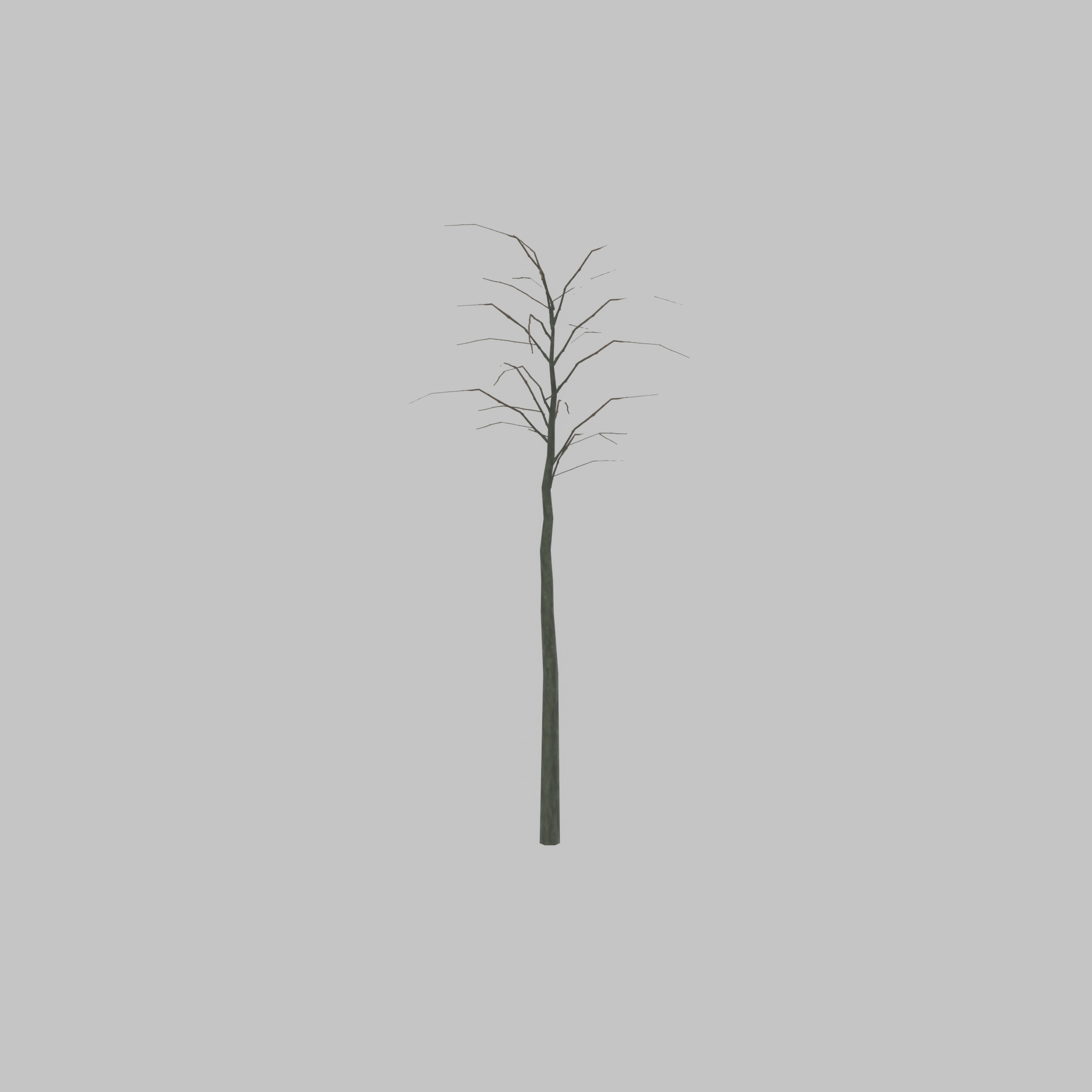 Japanese pagoda tree winter 2000mm Low-poly 3D model_21